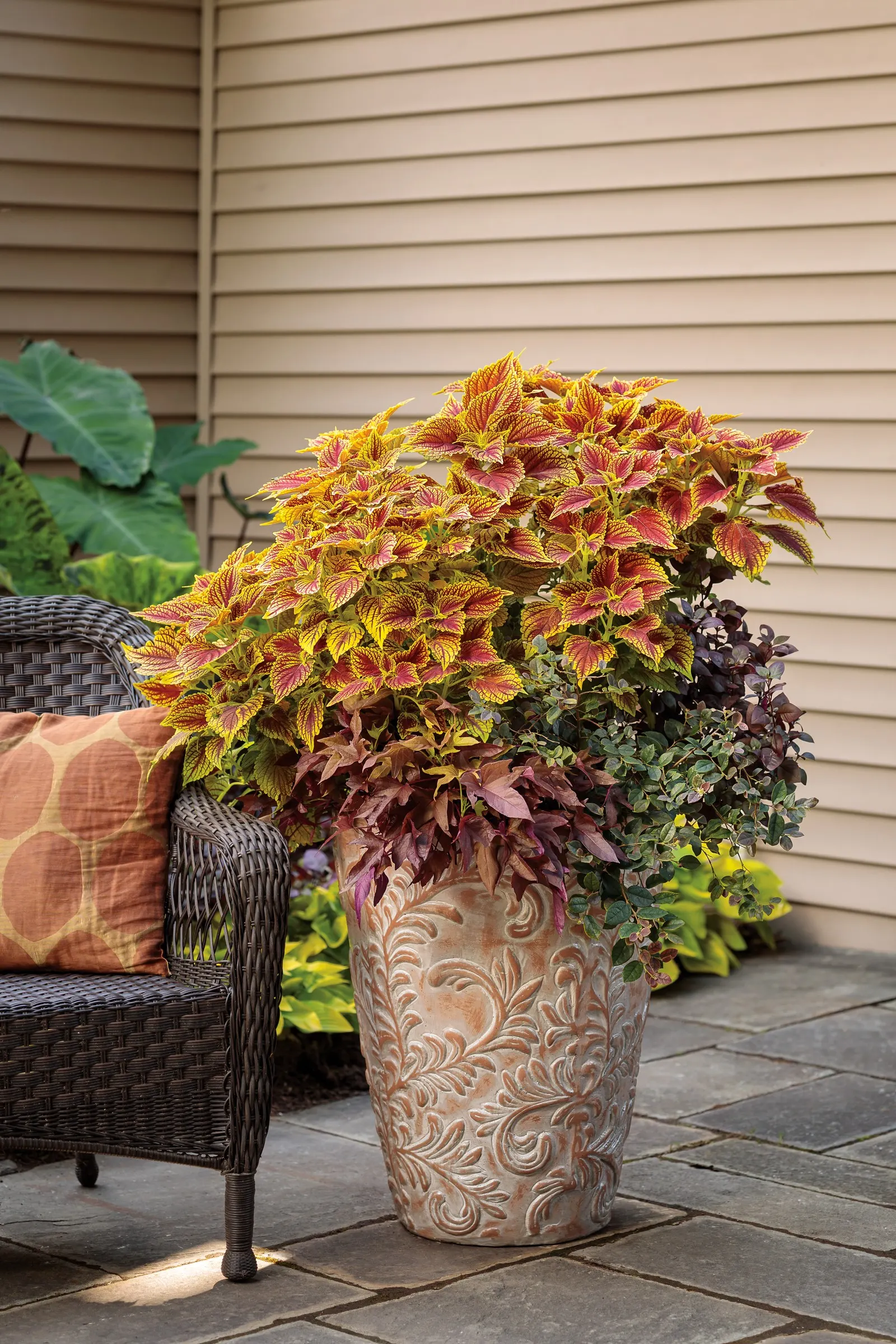 Plum Dandy™ Alternanthera — Plum Dandy™ grows 10-16 inches tall and spreads 12-20 inches
