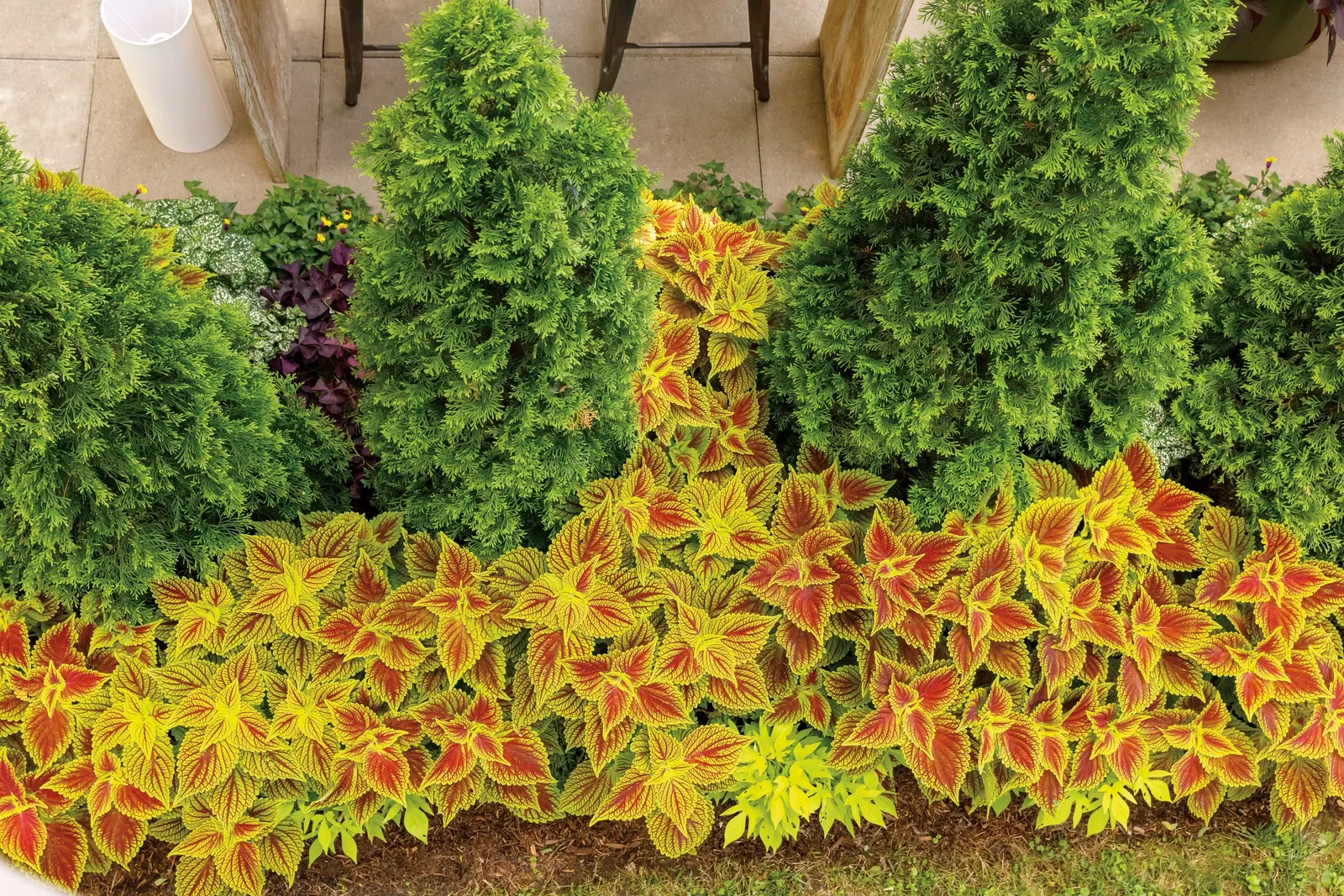North Pole® Arborvitae (Thuja occidentalis) — and gardeners often note that it remains beautifully green through snow and winter weather.<br><br>At, image 45