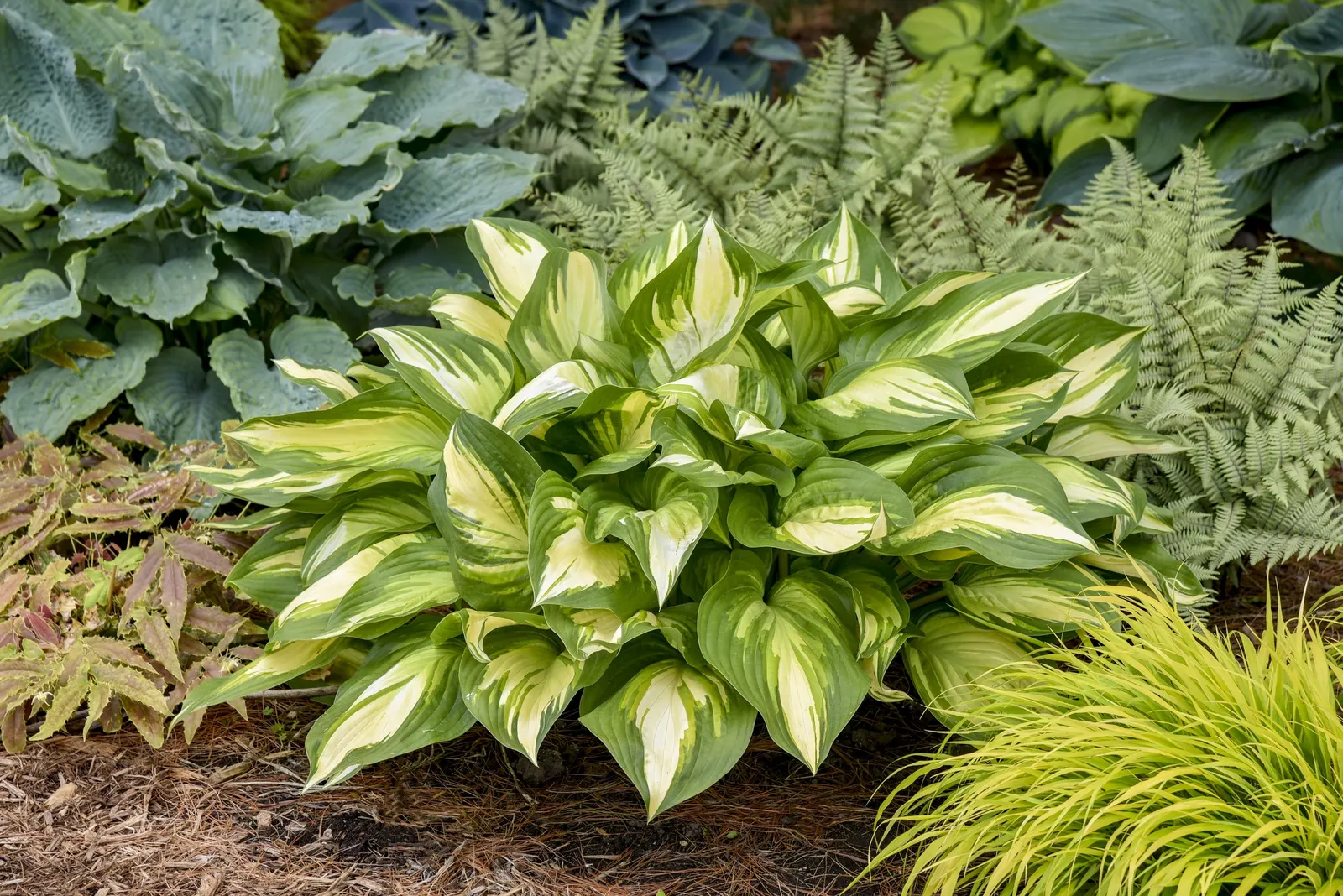 'Miss America' Hosta (Hosta hybrid) — The Hosta hybrid 'Miss America' is a mounded perennial with medium green