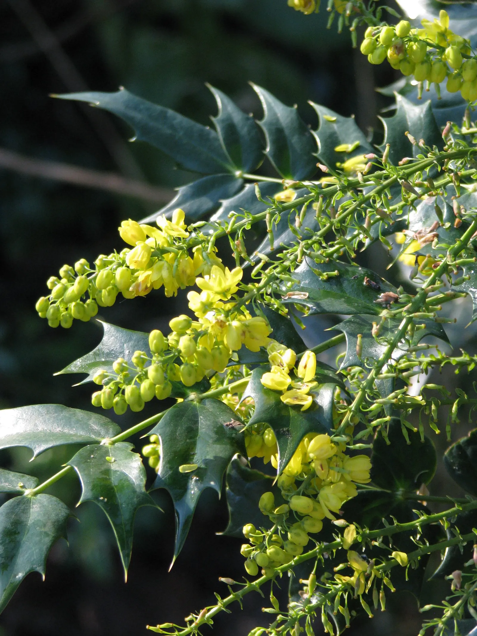 Winter Sun Mahonia (Mahonia 'Winter Sun') — It typically grows to 4-5 feet tall and 3-4 feet wide