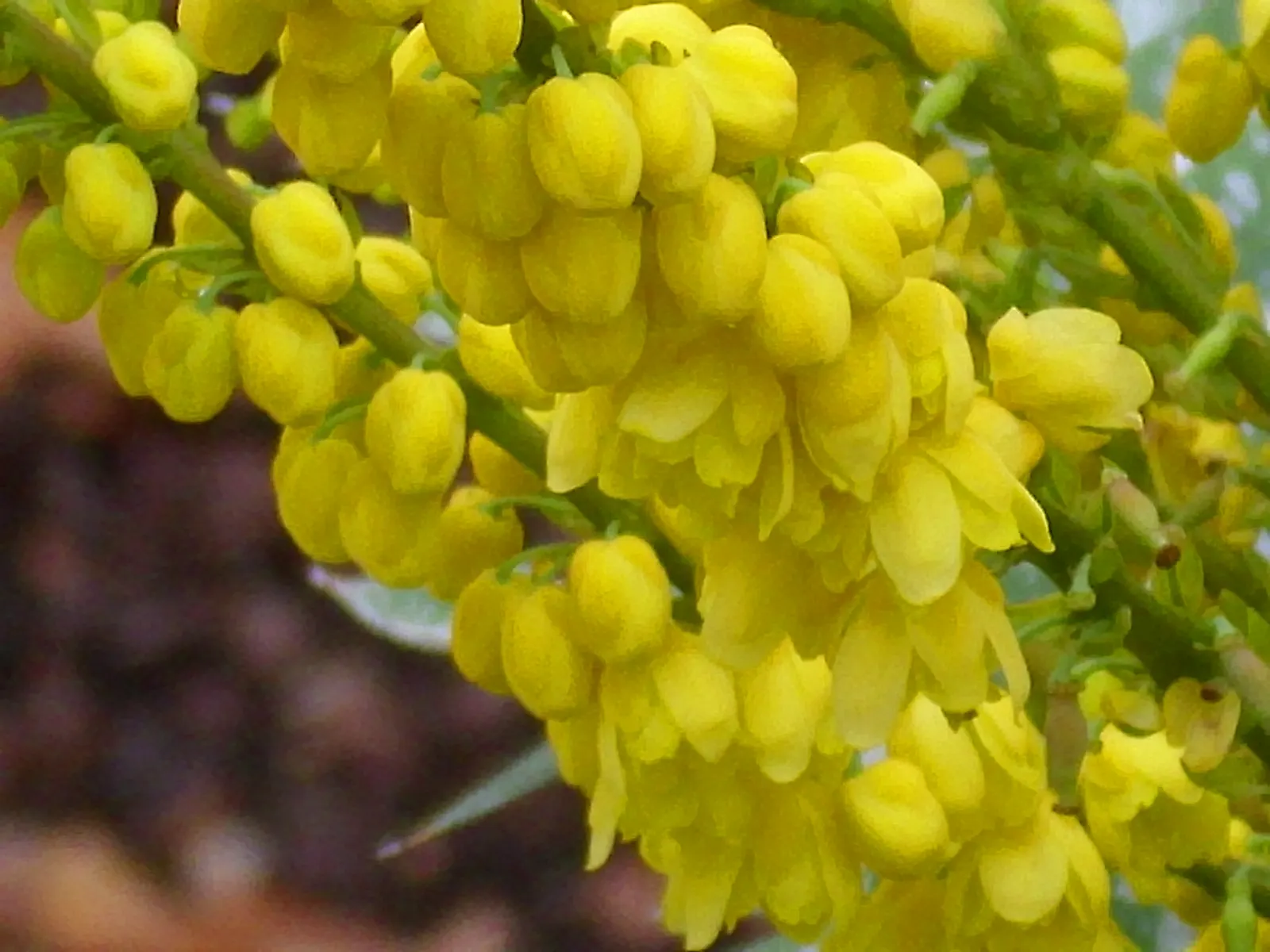 Winter Sun Mahonia (Mahonia 'Winter Sun') — fragrant blooms that emerge in late fall to early winter