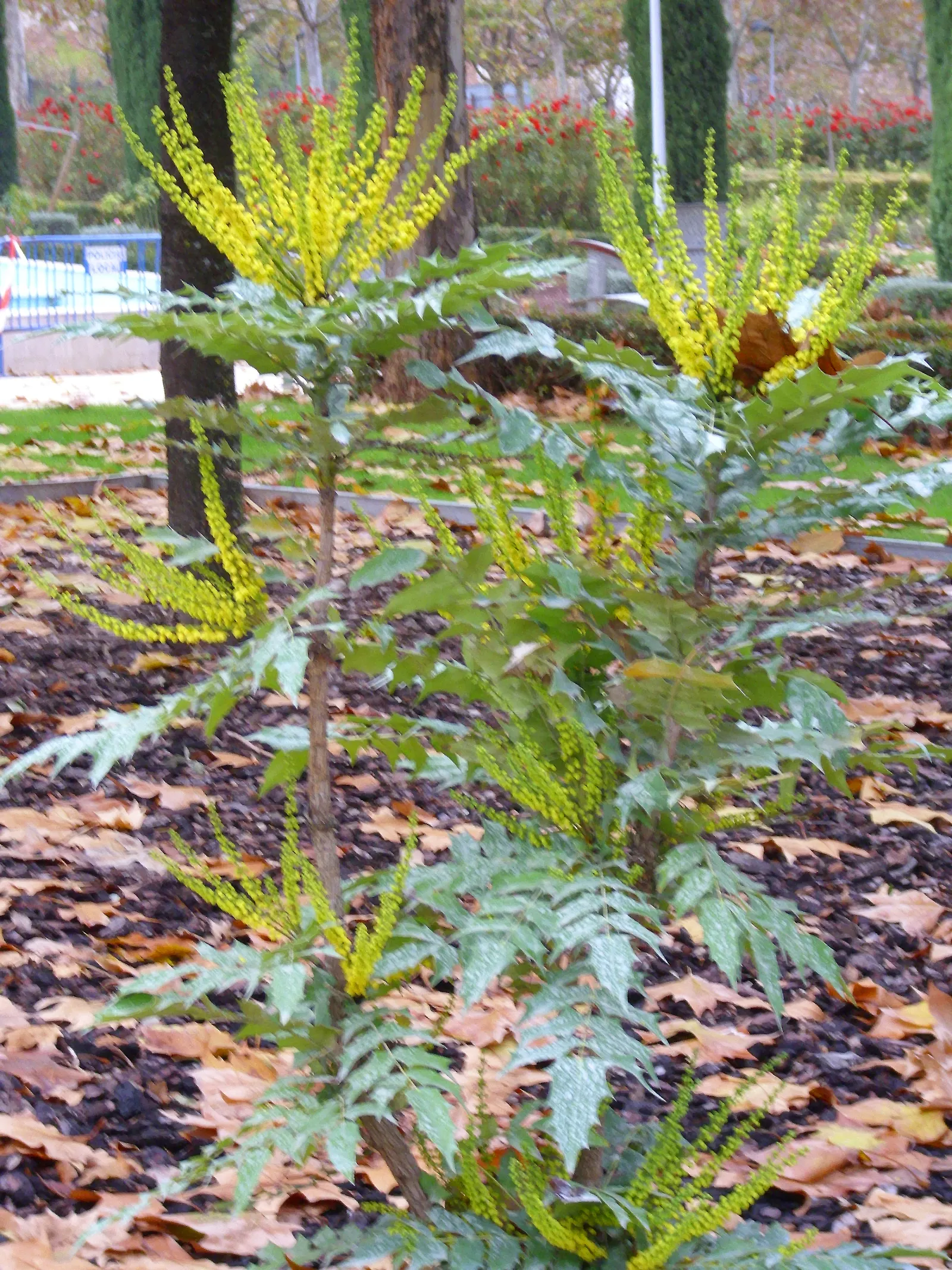 Winter Sun Mahonia (Mahonia 'Winter Sun') — holly-like foliage and bright yellow