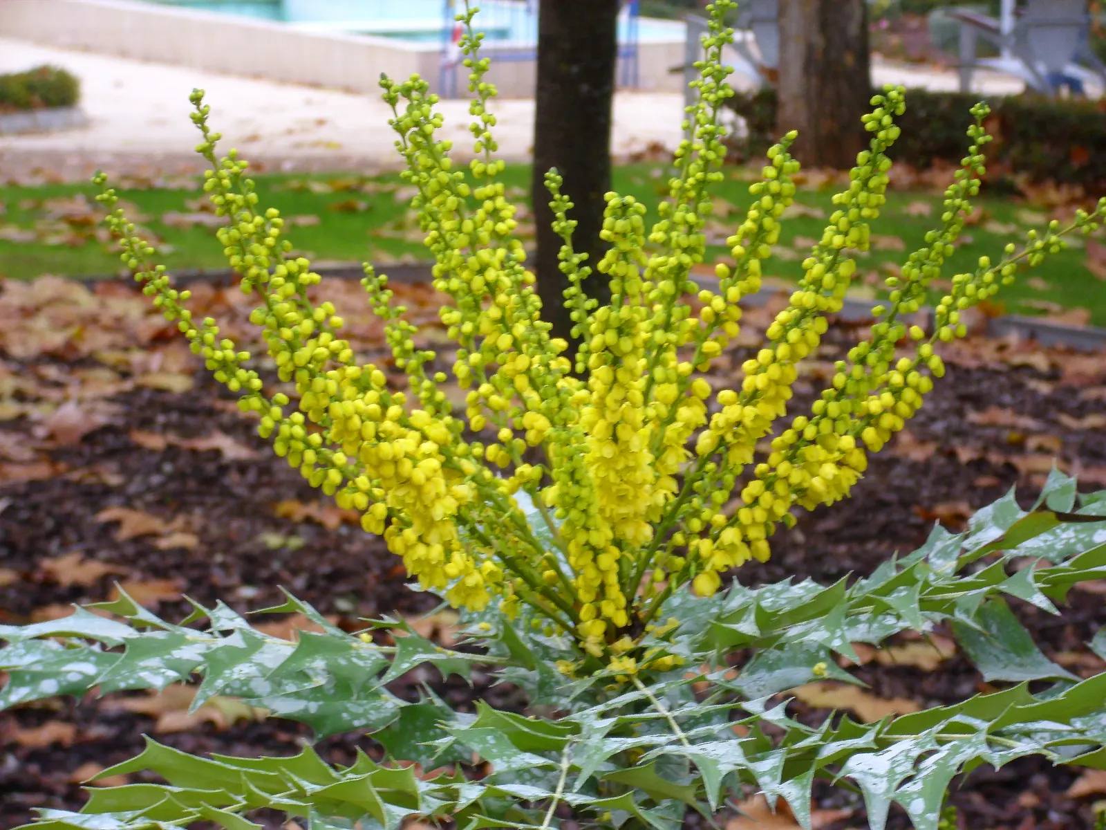 Winter Sun Mahonia (Mahonia 'Winter Sun') — The Winter Sun Mahonia (Mahonia x media 'Winter Sun') is an evergreen shrub