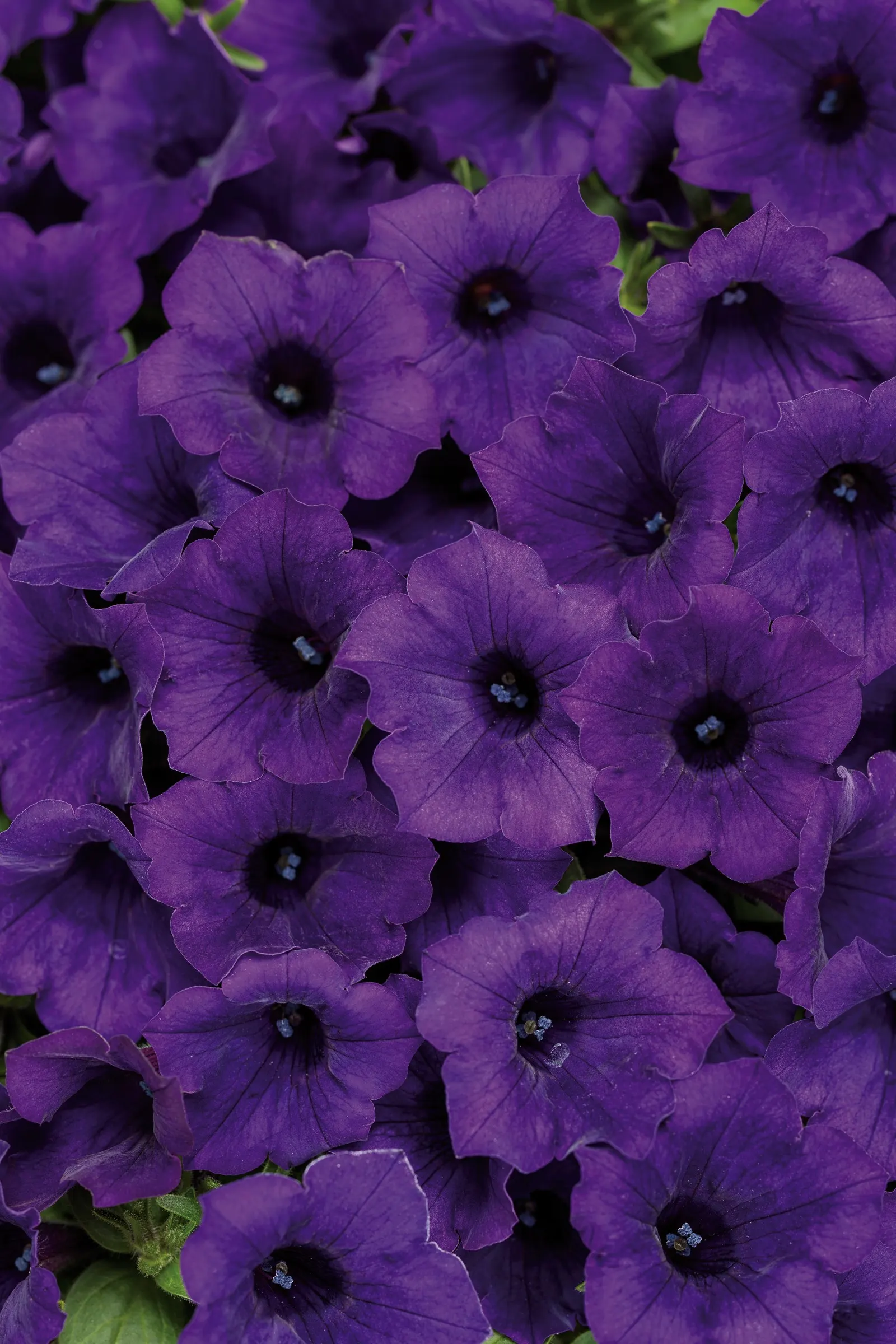 Ultramarine Petunia — Its smaller blooms are produced in remarkable abundance