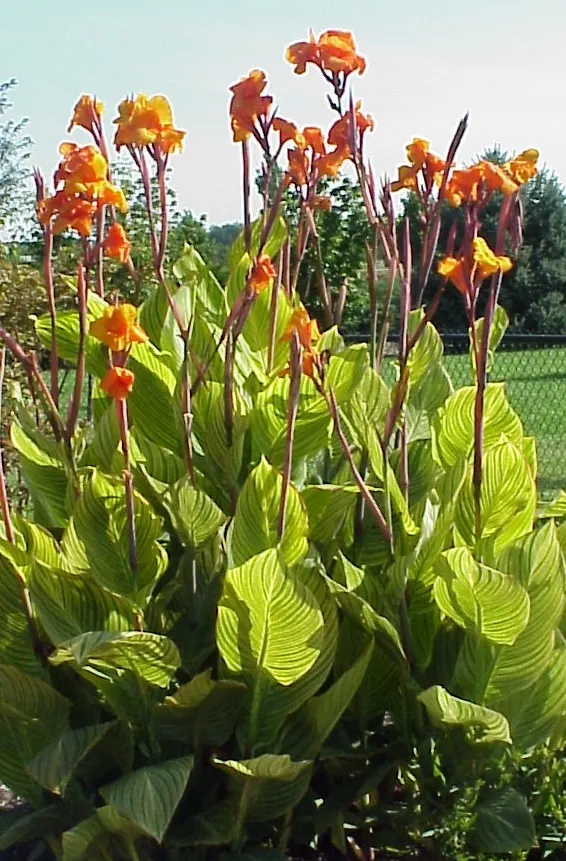 Bengal Tiger Canna (Canna X Generalis 'Bengal Tiger') — It thrives in full sun to partial shade and prefers moist, well-drained soil