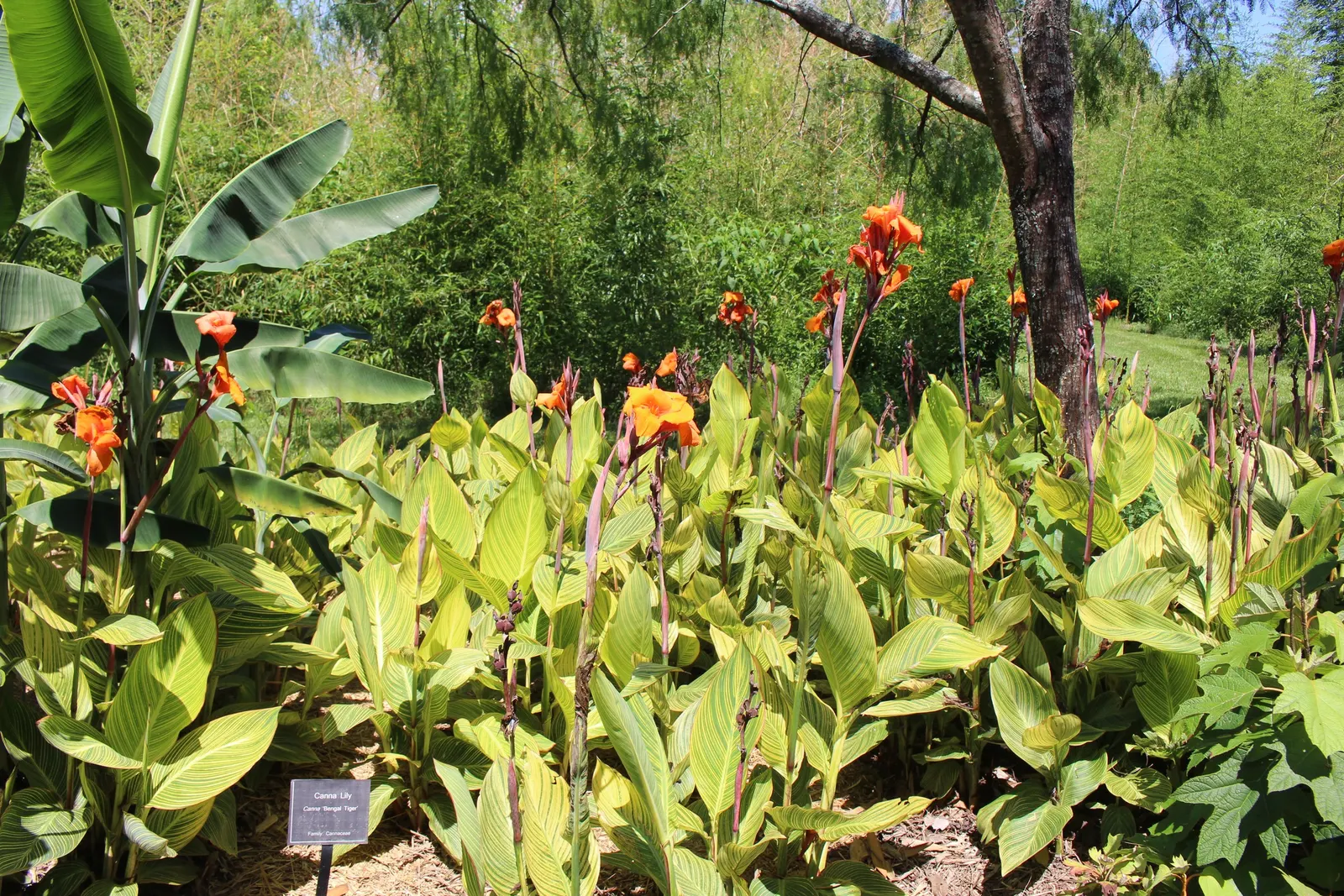 Bengal Tiger Canna (Canna X Generalis 'Bengal Tiger') — This bold cultivar reaches up to 5 feet tall and spreads 1.5 to 2 feet wide