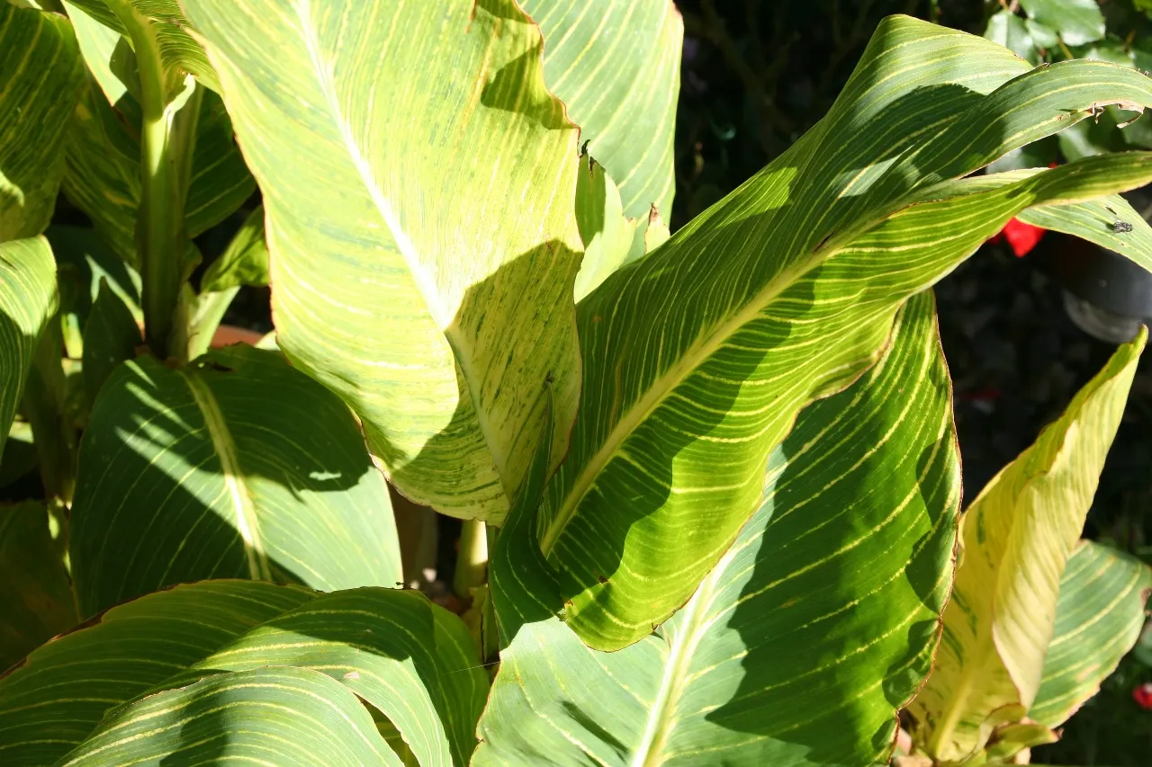 Bengal Tiger Canna (Canna X Generalis 'Bengal Tiger') — is a striking perennial featuring vibrant orange flowers atop variegated green and yellow striped
