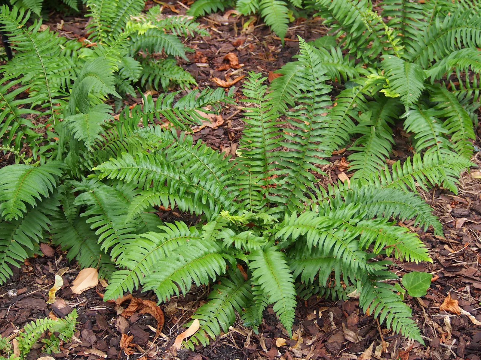 Western Sword Fern (Polystichum Munitum) — scientifically known as Polystichum munitum; usually 1 to 4 inches long, image 45