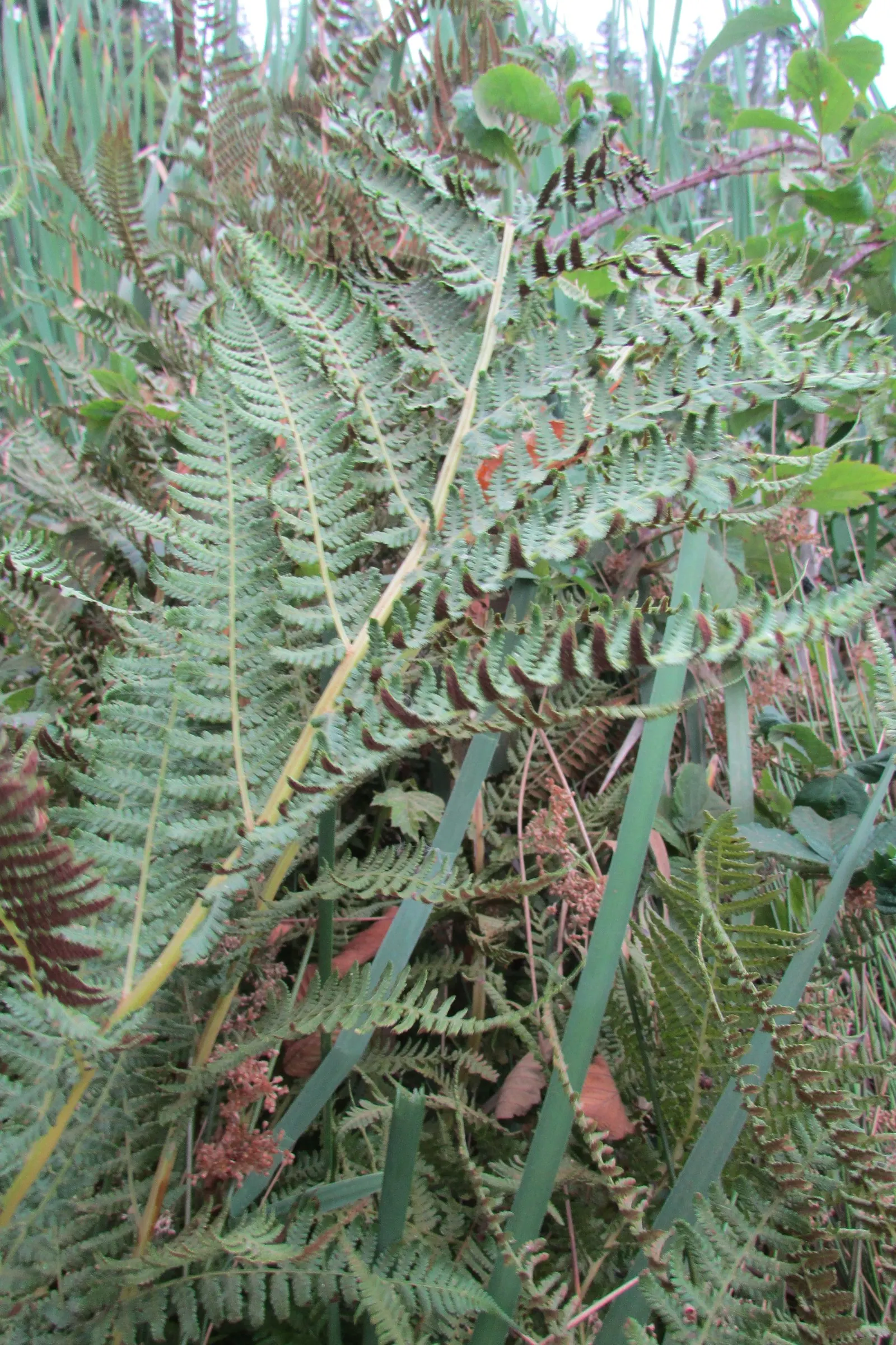 Western Sword Fern (Polystichum Munitum) — scientifically known as Polystichum munitum