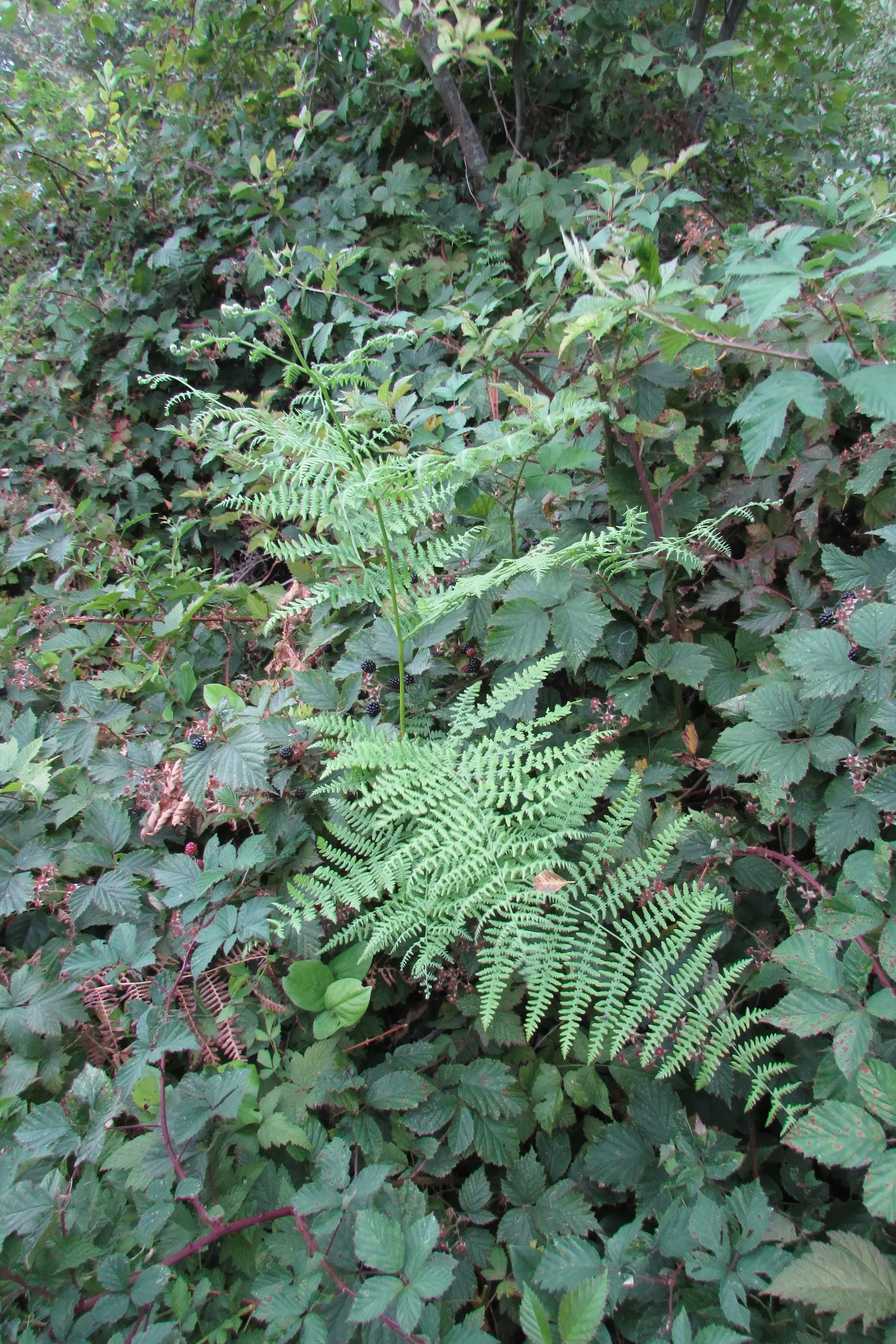 Western Sword Fern (Polystichum Munitum) — Noted for its regal and sword-like fronds