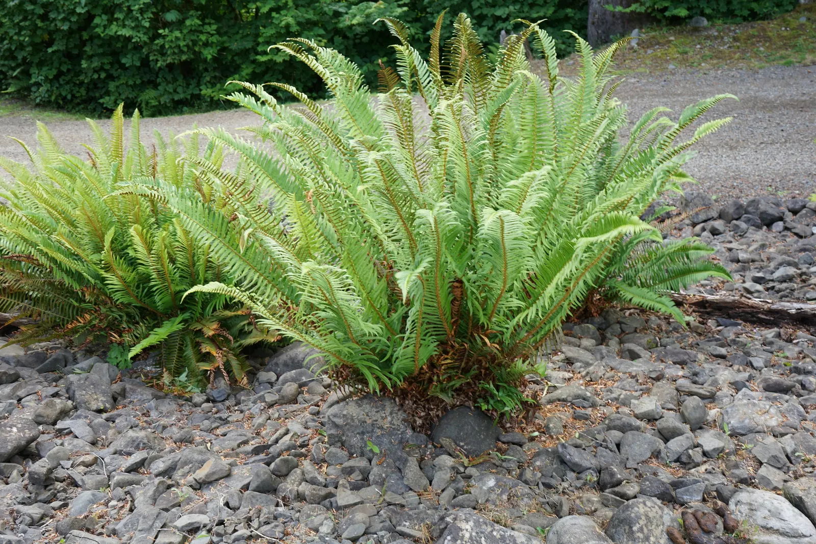 Western Sword Fern (Polystichum Munitum) — lanceolate leaflets that are neatly aligned in a herringbone pattern along its central stalk