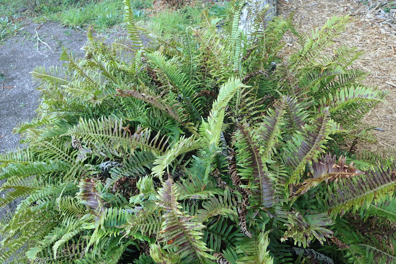Western Sword Fern (Polystichum Munitum) — It is also highly appreciated for its low maintenance and resistance to pests and diseases