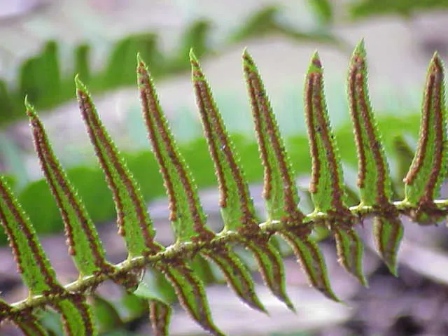 Western Sword Fern (Polystichum Munitum) — usually 1 to 4 inches long; evergreen fern reaching 3-6 feet in height and spreading up to 4 feet, image 72