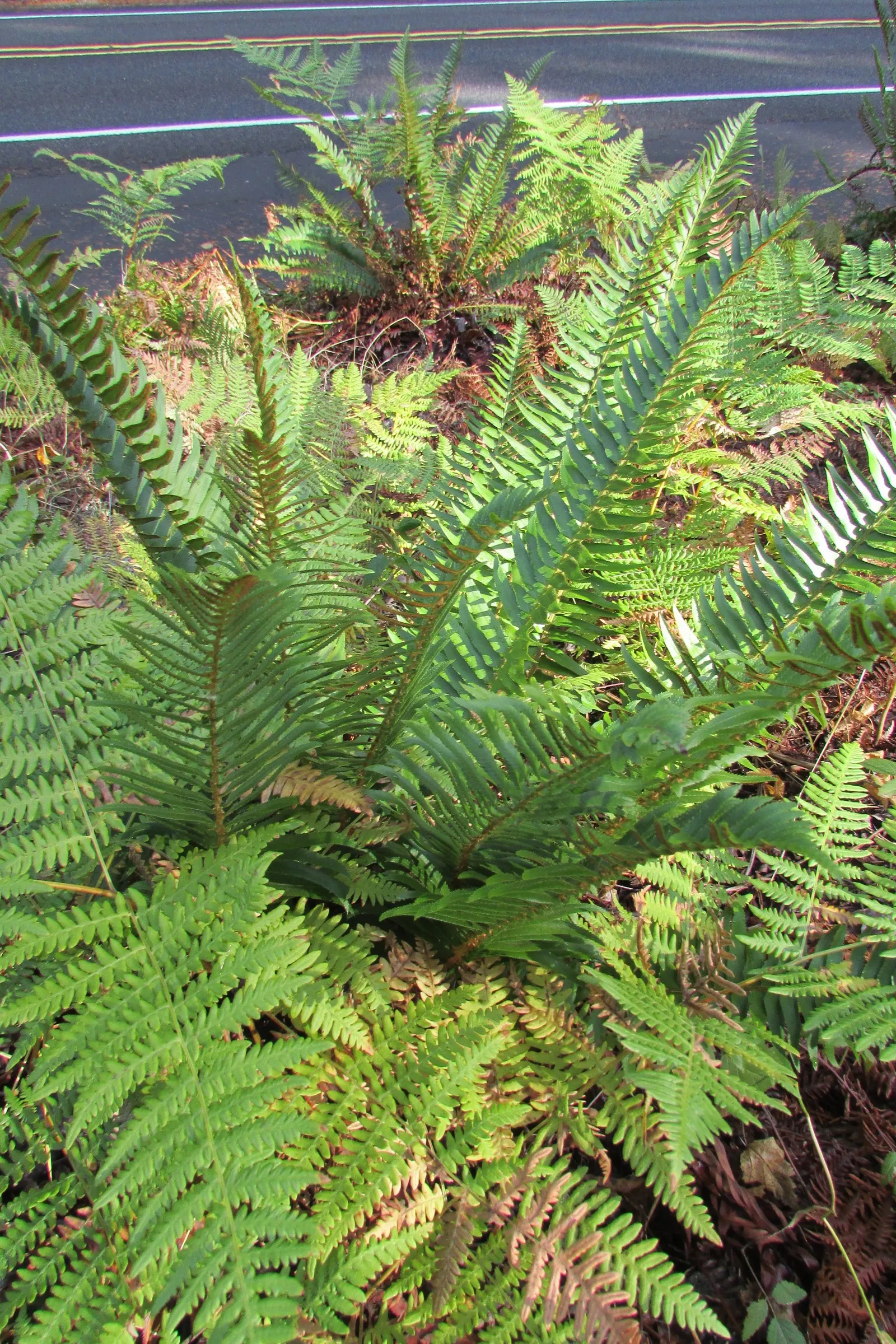 Western Sword Fern (Polystichum Munitum) — usually 1 to 4 inches long