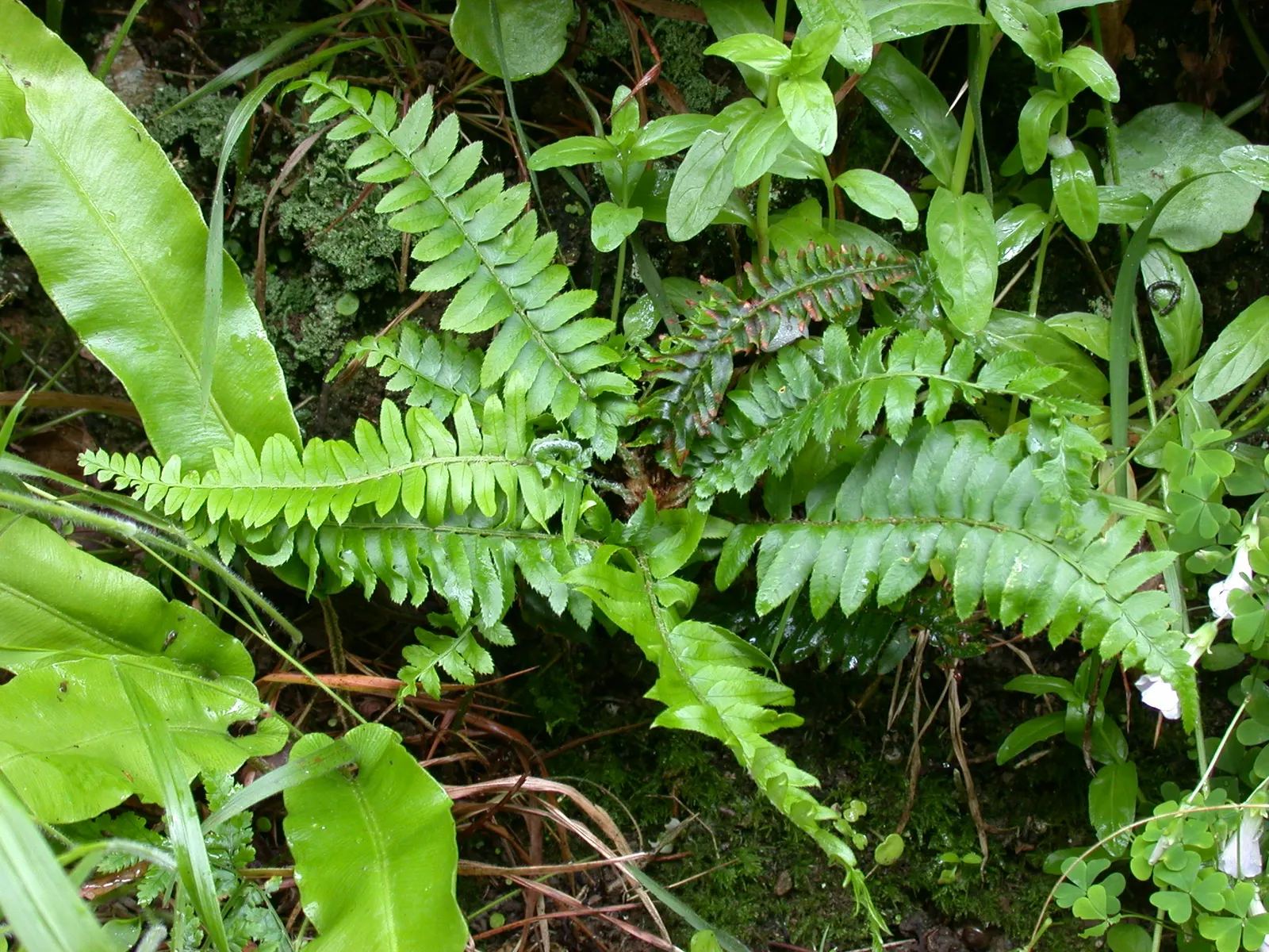 Western Sword Fern (Polystichum Munitum) — evergreen fern reaching 3-6 feet in height and spreading up to 4 feet; ideal for woodland gardens, it, image 41