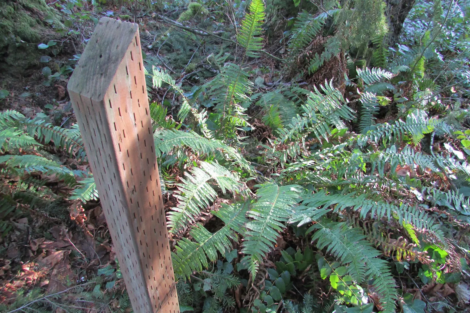 Western Sword Fern (Polystichum Munitum) — scientifically known as Polystichum munitum; usually 1 to 4 inches long, image 65