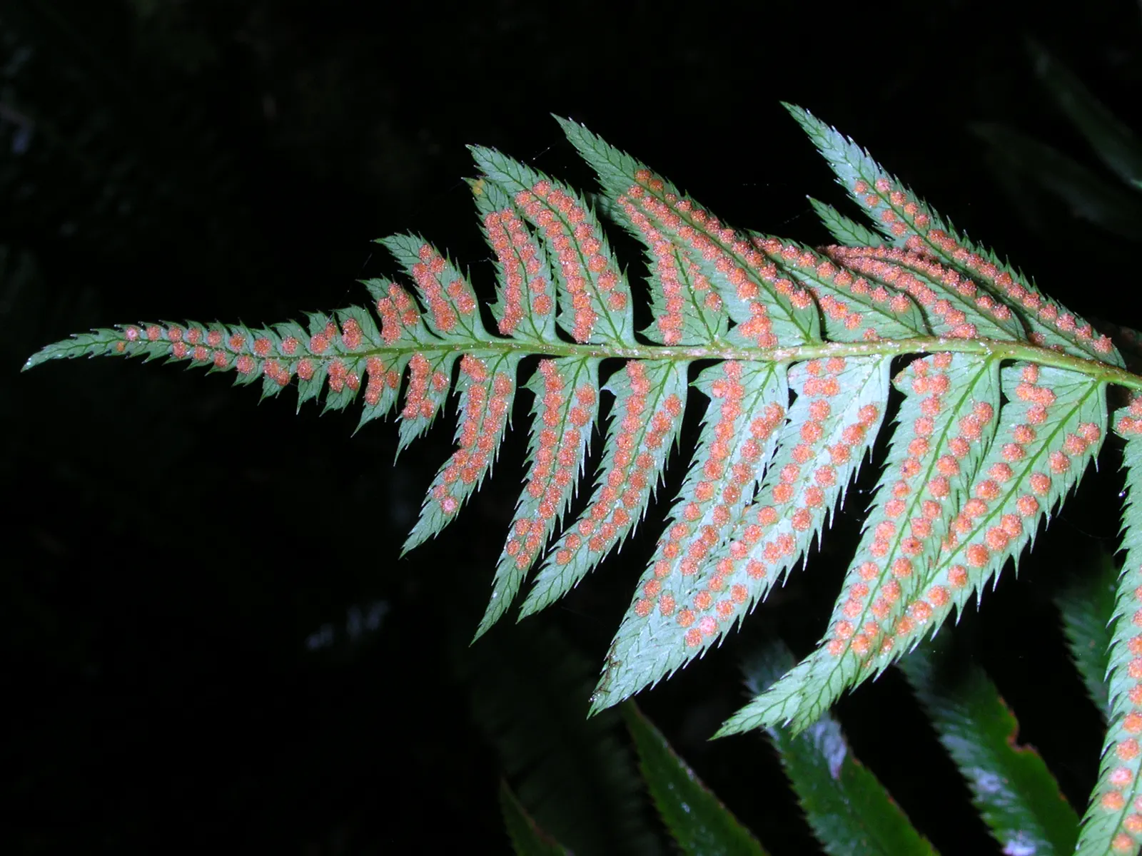 Western Sword Fern (Polystichum Munitum) — it typically reaches a mature size of 3 to 6 feet in height and spreads 2 to 4 feet; have a slightly serrated edge