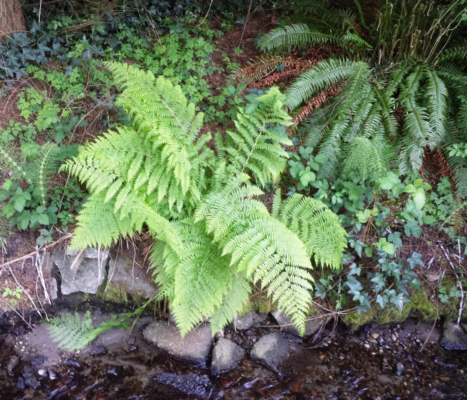 Western Sword Fern (Polystichum Munitum) — Polystichum munitum is ideal for woodland gardens