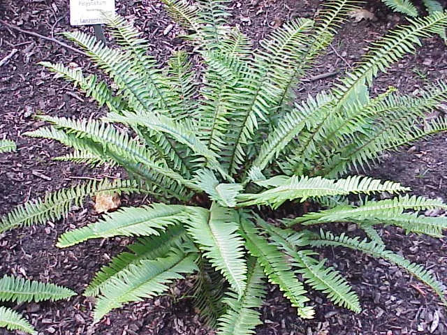Western Sword Fern (Polystichum Munitum) — This fern requires minimal care