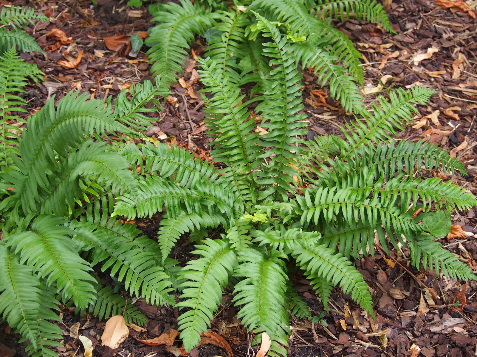 Western Sword Fern (Polystichum Munitum) — evergreen fern native to the forest floors of western North America; this fern requires minimal care, image 46