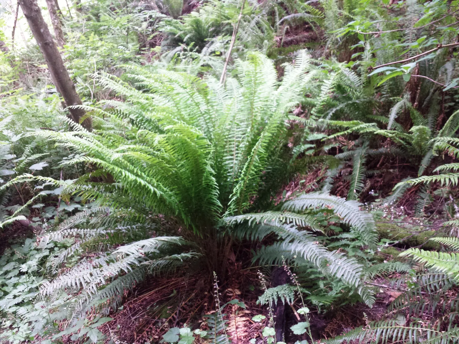 Western Sword Fern (Polystichum Munitum) — have a slightly serrated edge and emerge from the crown in a vase-like formation; it typically reaches a mature size