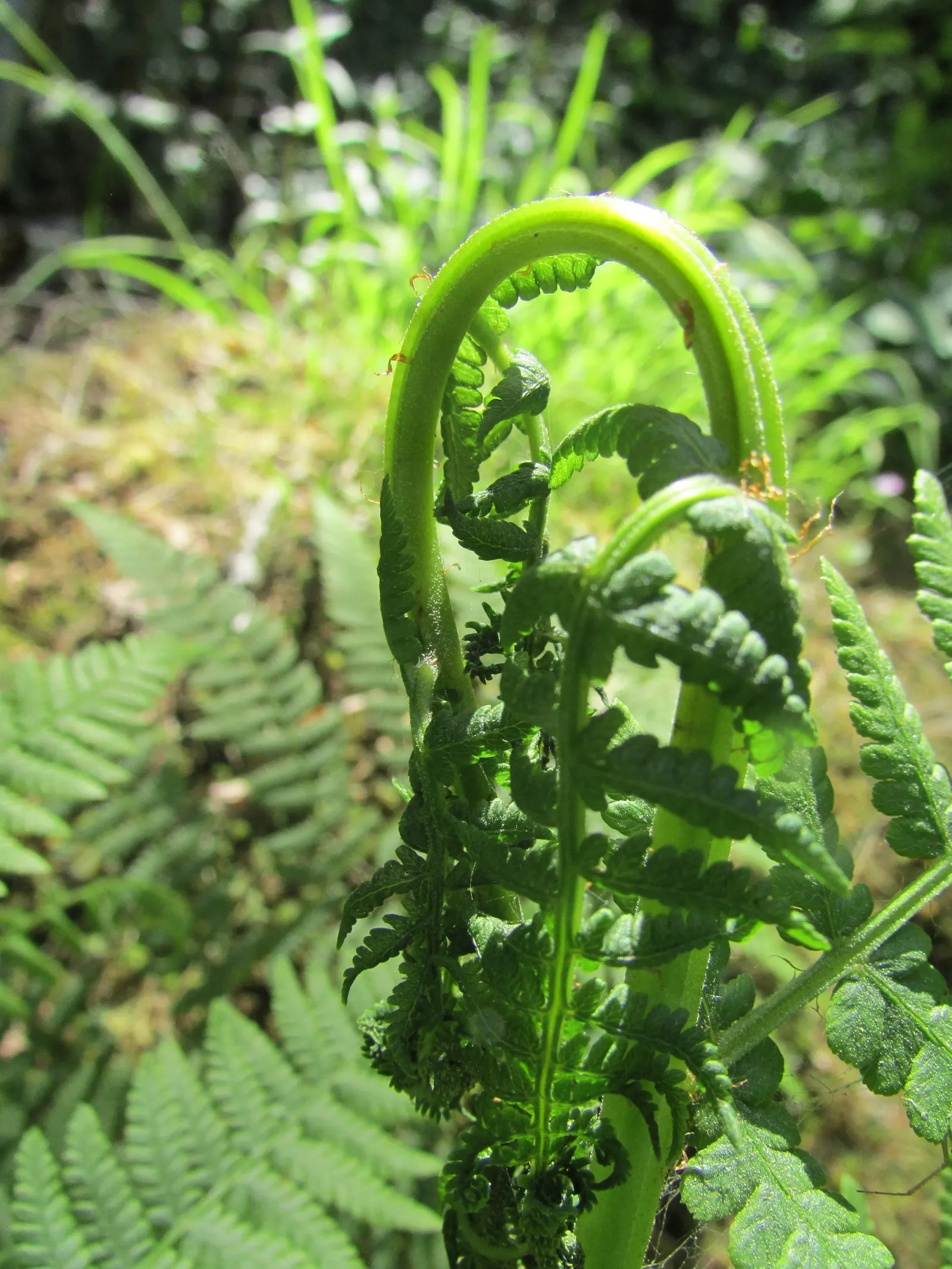 Western Sword Fern (Polystichum Munitum) — While it requires consistent moisture; it sports dark green, sword-like fronds that form a lush, image 75