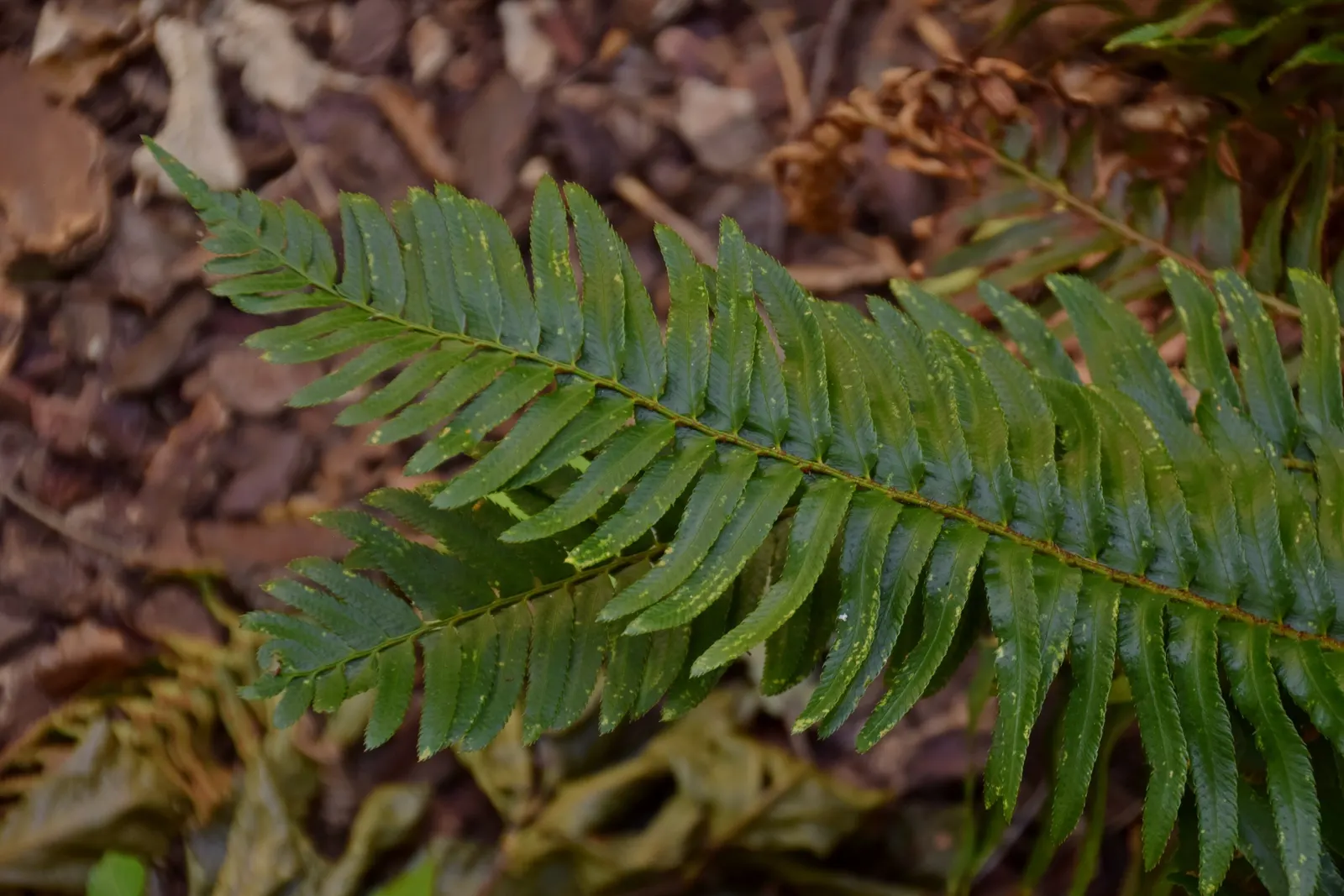 Western Sword Fern (Polystichum Munitum) — evergreen fern native to the forest floors of western North America