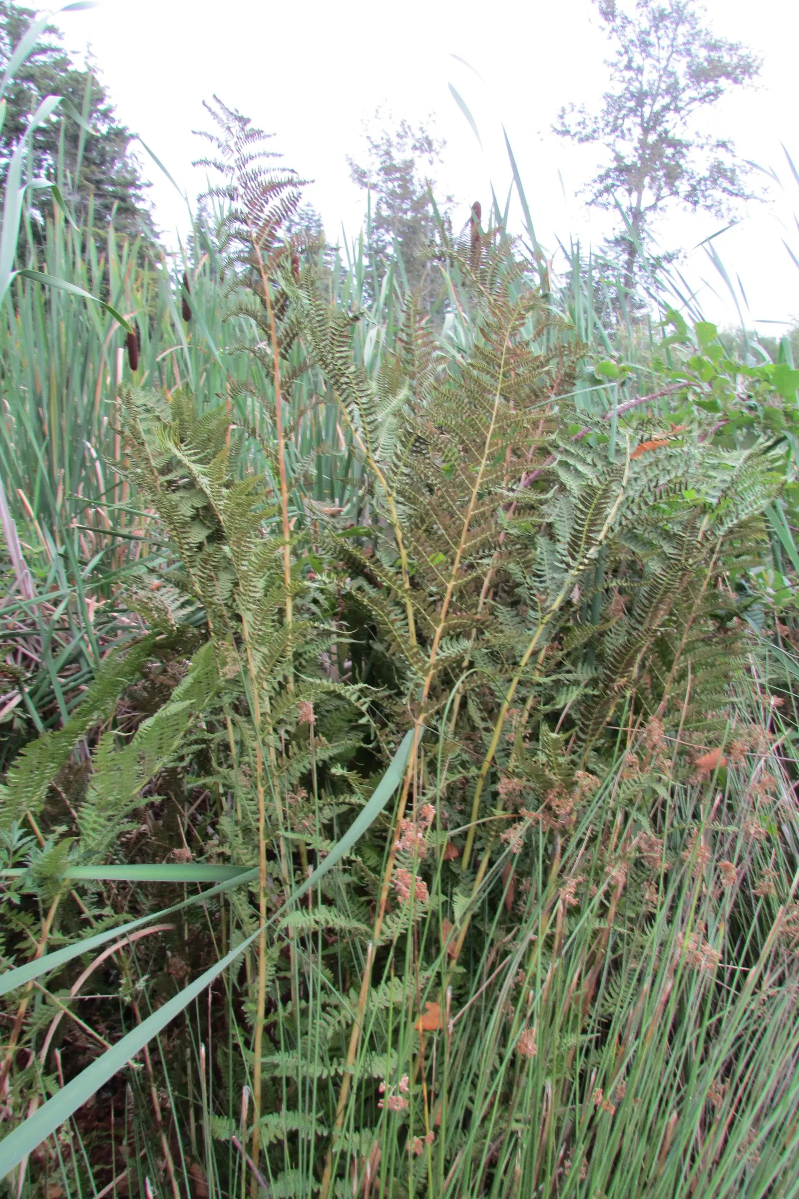 Western Sword Fern (Polystichum Munitum) — it typically reaches a mature size of 3 to 6 feet in height and spreads 2 to 4 feet