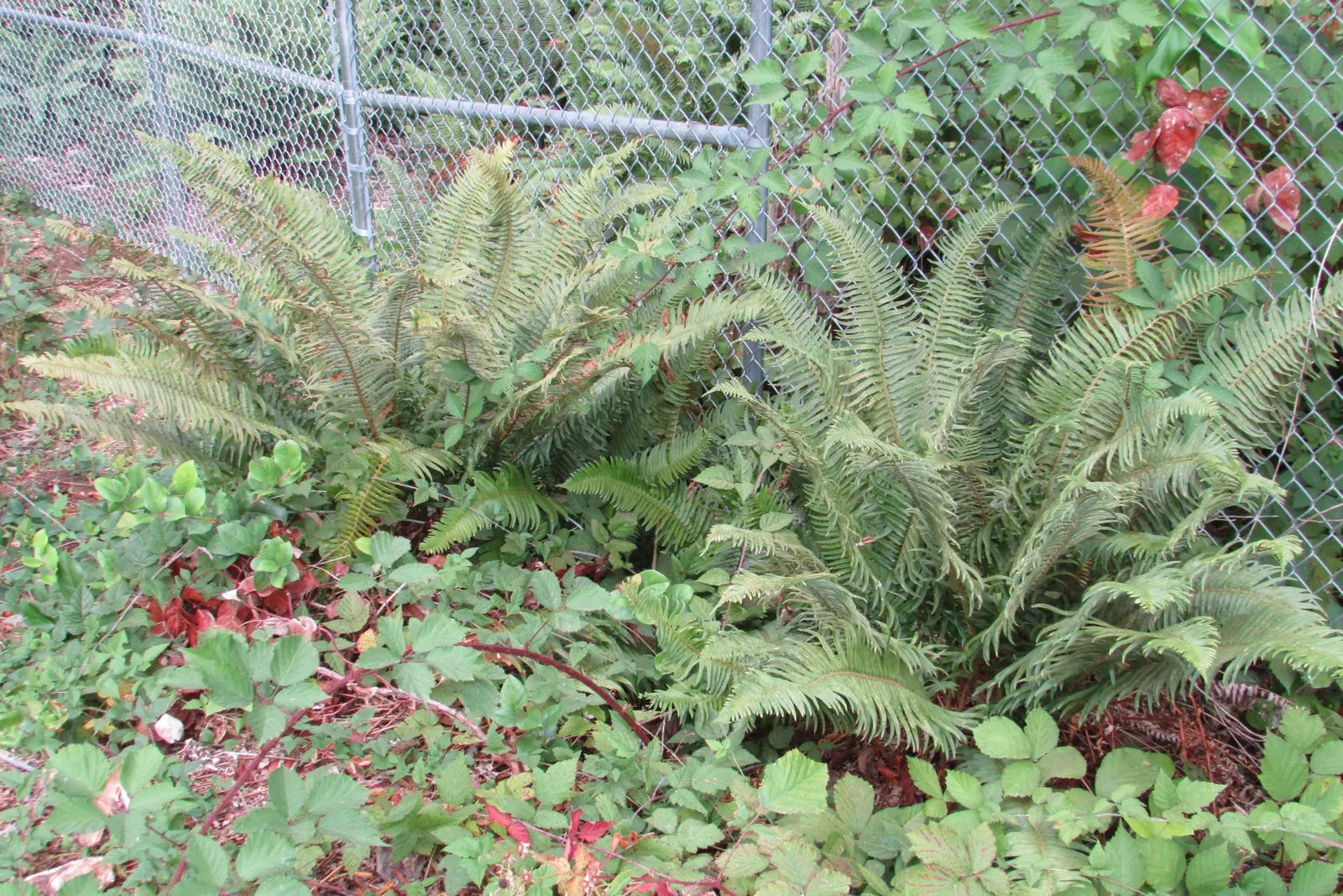 Western Sword Fern (Polystichum Munitum) — it is also important to avoid waterlogged conditions.<br><br>Hardy to USDA zones 5 through 8