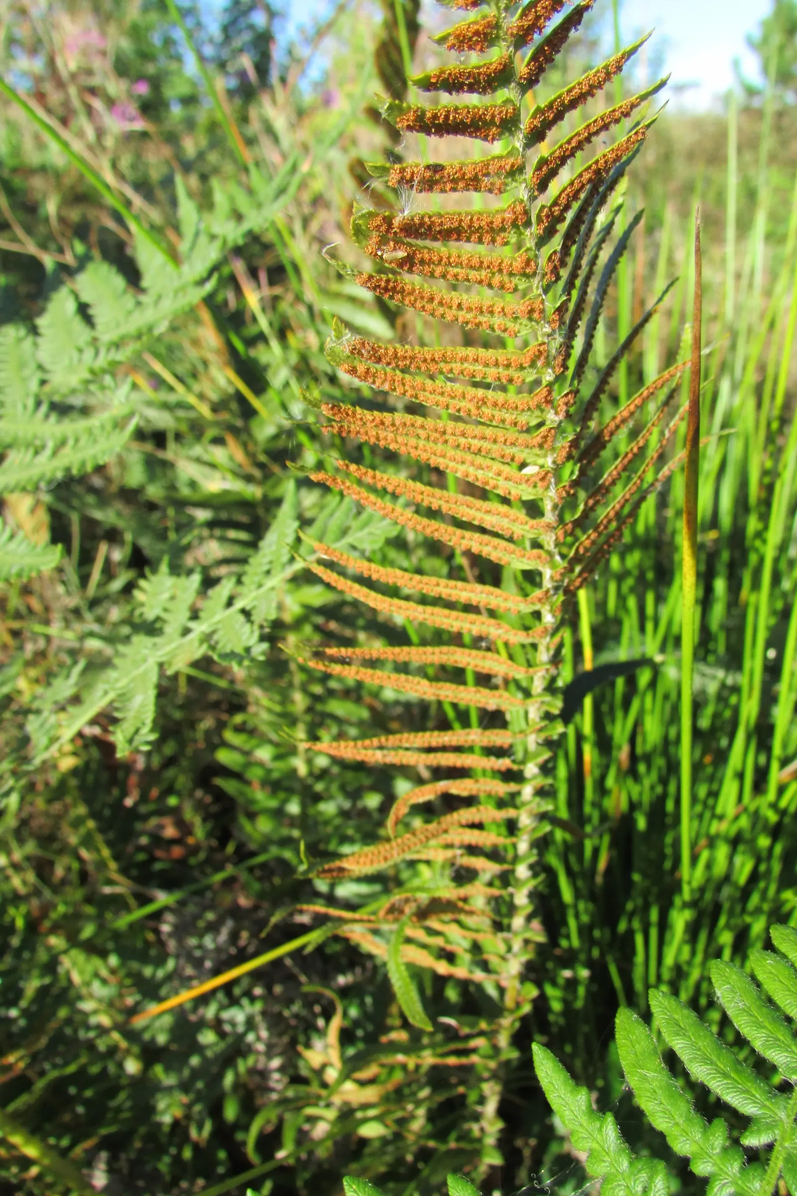 Western Sword Fern (Polystichum Munitum) — rewarding landscape designs with a reliable