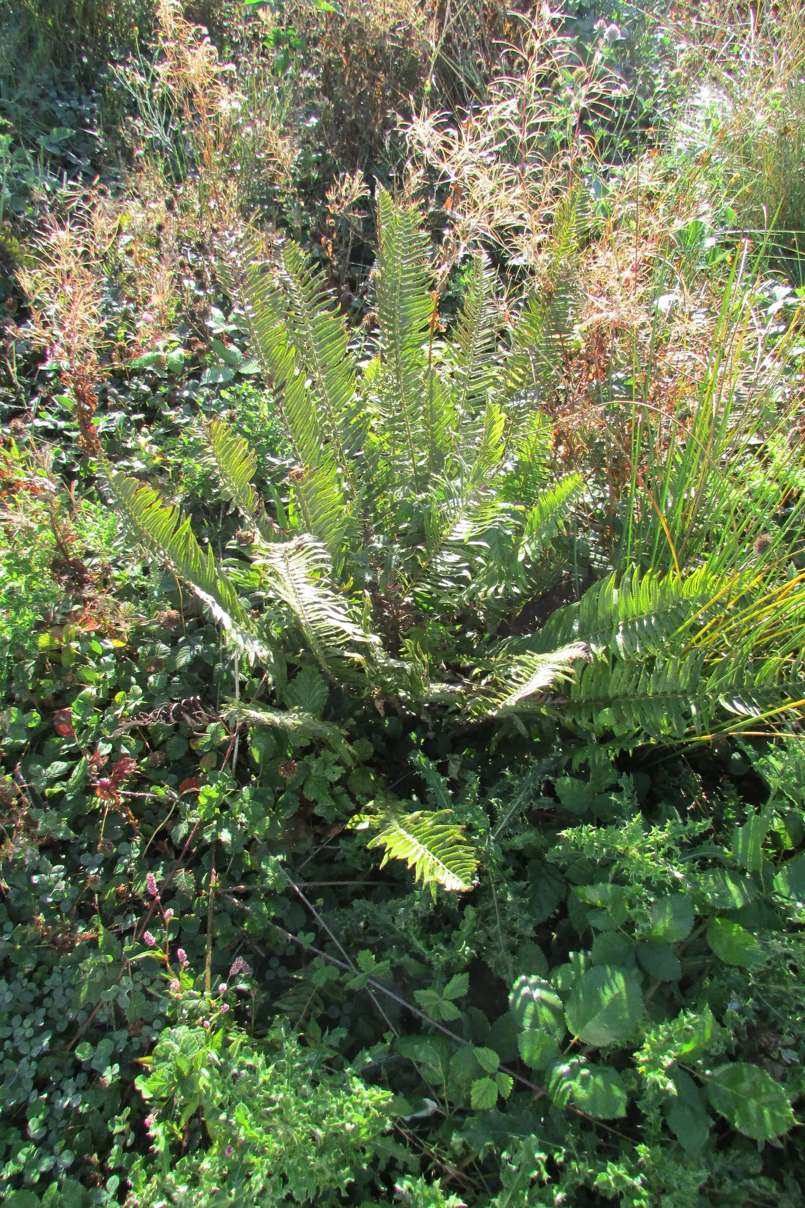 Western Sword Fern (Polystichum Munitum) — lanceolate leaflets that are neatly aligned in a herringbone pattern along its central stalk; the fern prefers