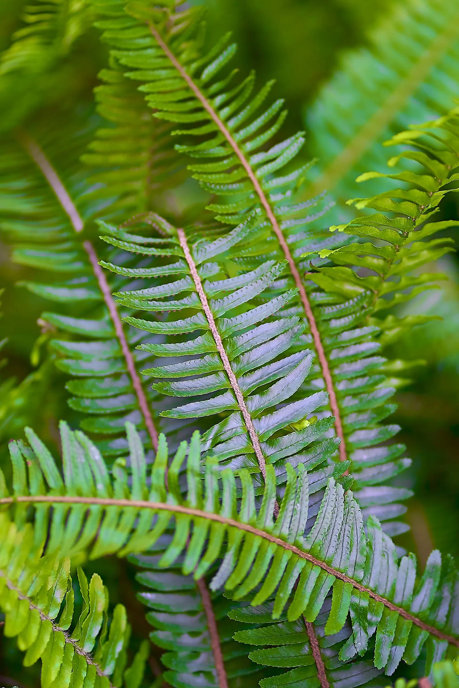 Western Sword Fern (Polystichum Munitum) — While it requires consistent moisture