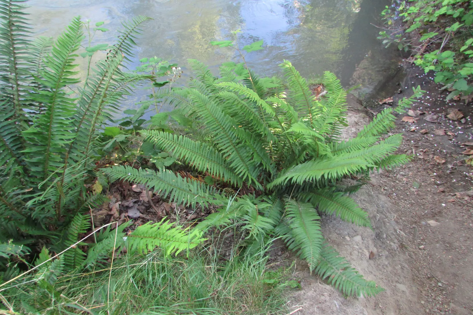 Western Sword Fern (Polystichum Munitum) — Ideal for woodland gardens, it offers low maintenance, deer resistance, and year-round visual interest