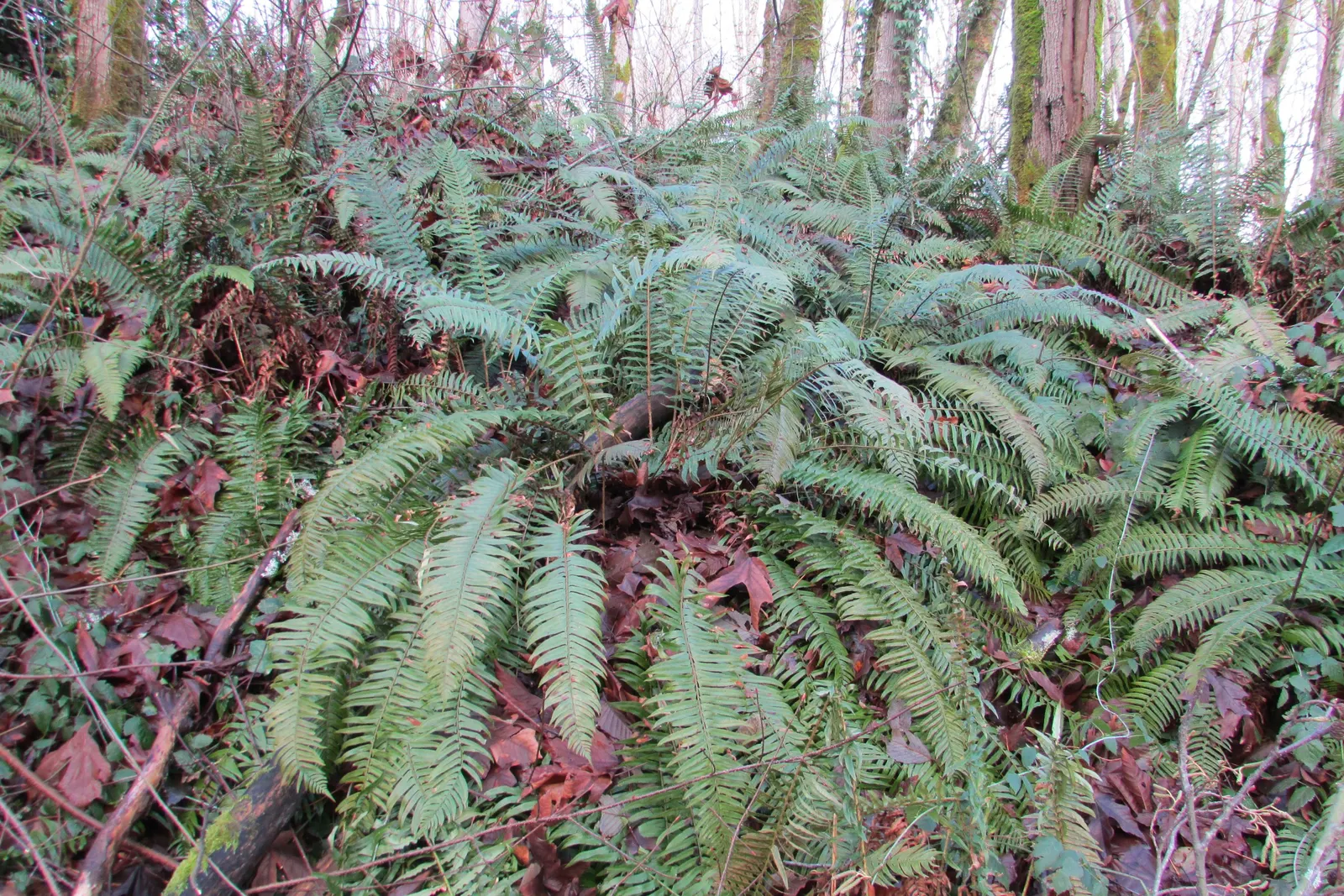 Western Sword Fern (Polystichum Munitum) — It sports dark green, sword-like fronds that form a lush, fountain-like clump; lanceolate leaflets that, image 62
