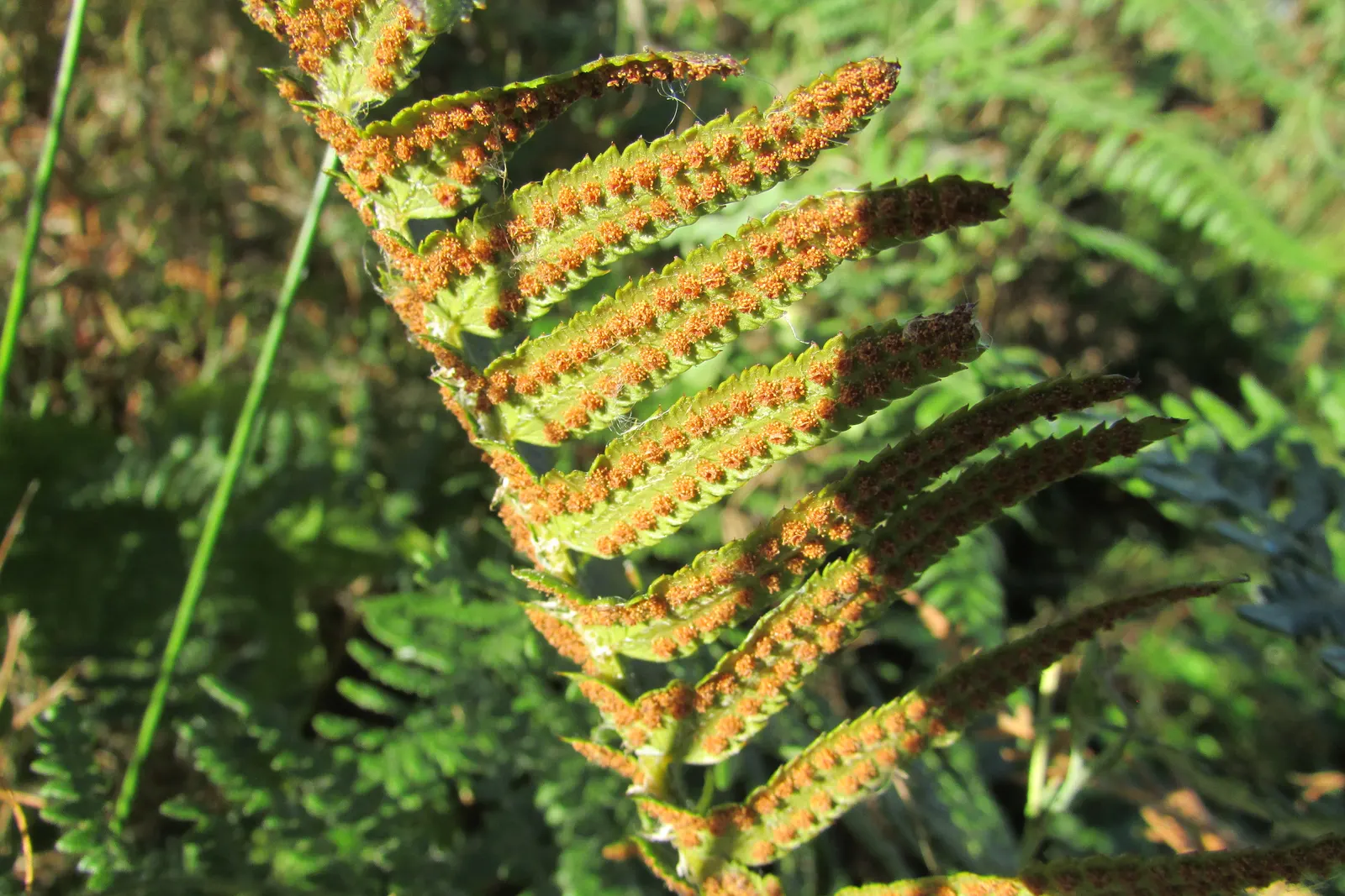 Western Sword Fern (Polystichum Munitum) — year-round verdant presence.<br><br>Each frond of the Western Sword Fern is comprised of numerous dark green