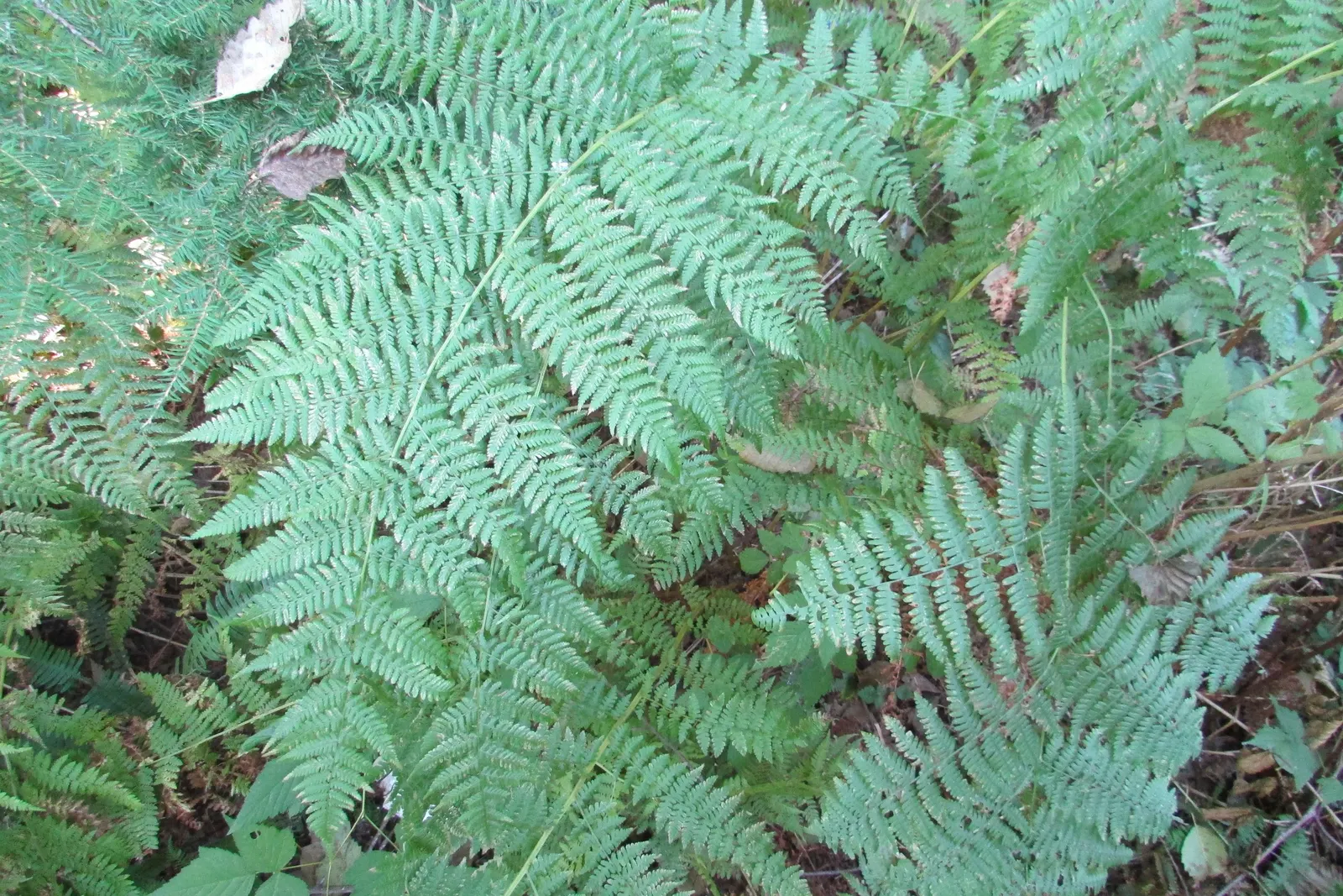 Western Sword Fern (Polystichum Munitum) — The fern prefers partial to full shade and thrives in moist, well-draining soil that is rich in organic, image 74