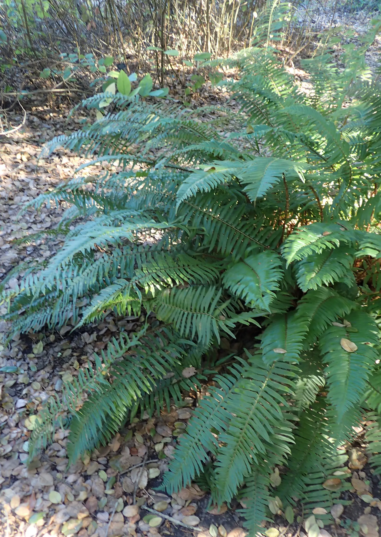 Western Sword Fern (Polystichum Munitum) — While it requires consistent moisture; it sports dark green, sword-like fronds that form a lush, fountain-like clump