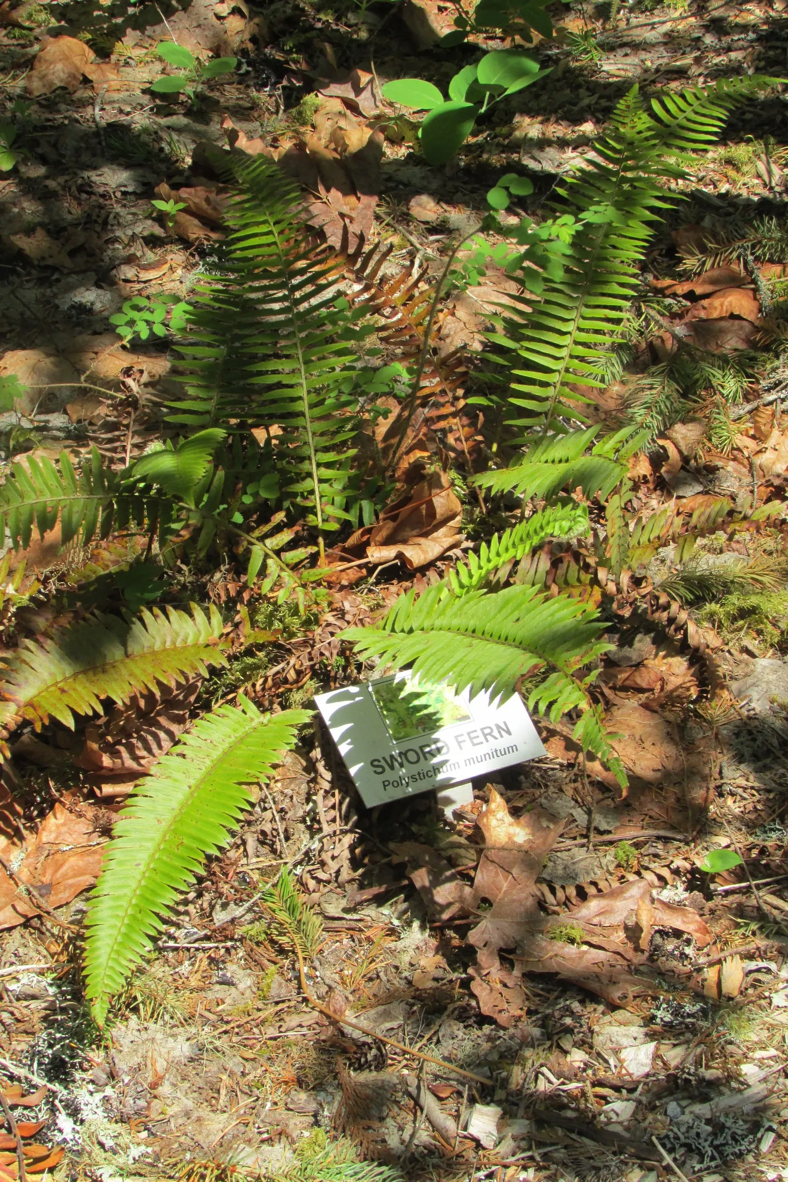 Western Sword Fern (Polystichum Munitum) — Hardy in USDA Zones 3-8, it thrives in part to full shade and requires well-drained, moist soil; it is also highly