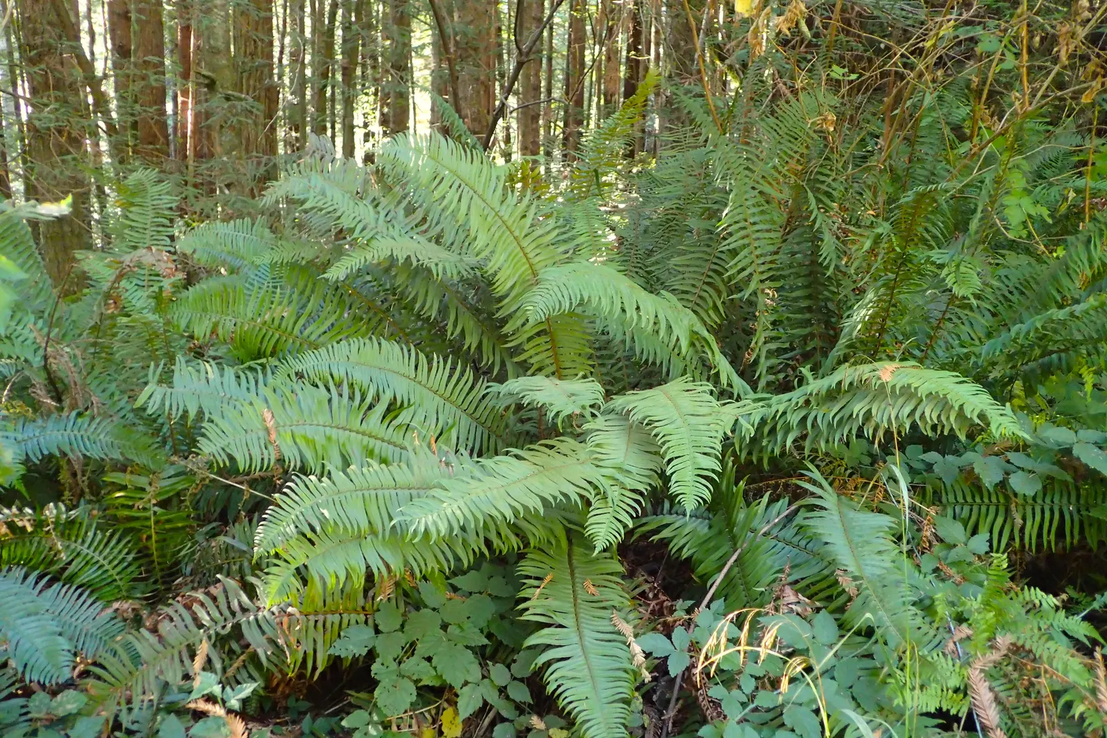 Western Sword Fern (Polystichum Munitum) — This fern requires minimal care; year-round verdant presence.<br><br>Each frond of the Western Sword Fern is