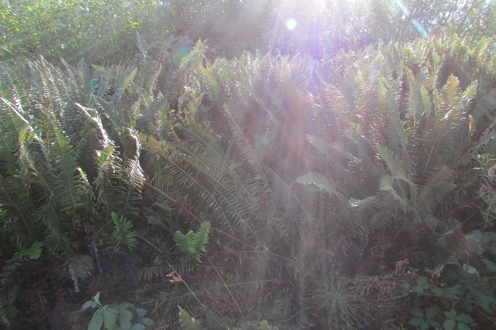 Western Sword Fern (Polystichum Munitum) — rewarding landscape designs with a reliable; fern for half or shade