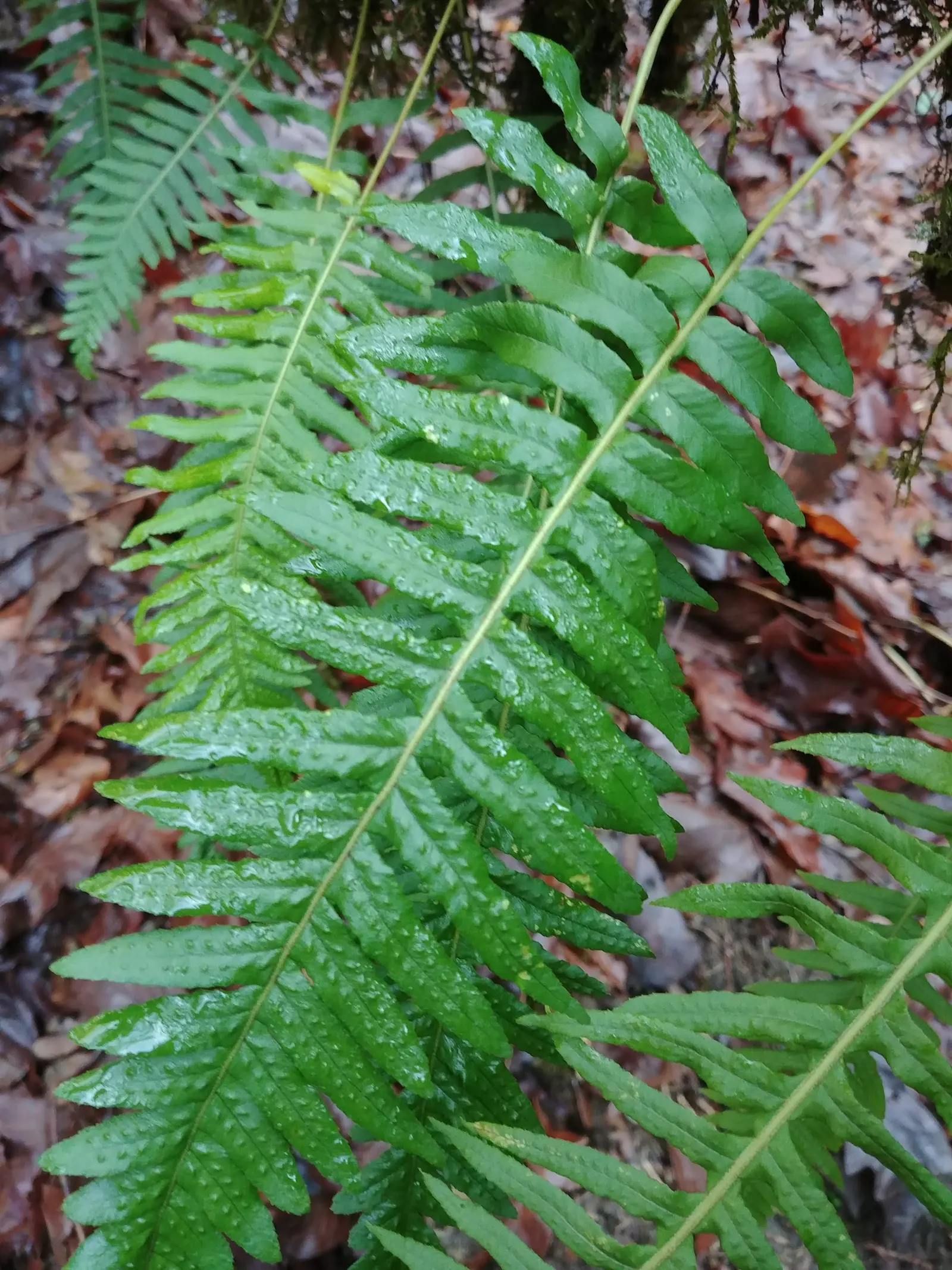 Western Sword Fern (Polystichum Munitum) — The fern prefers partial to full shade and thrives in moist, well-draining soil that is rich in organic, image 34