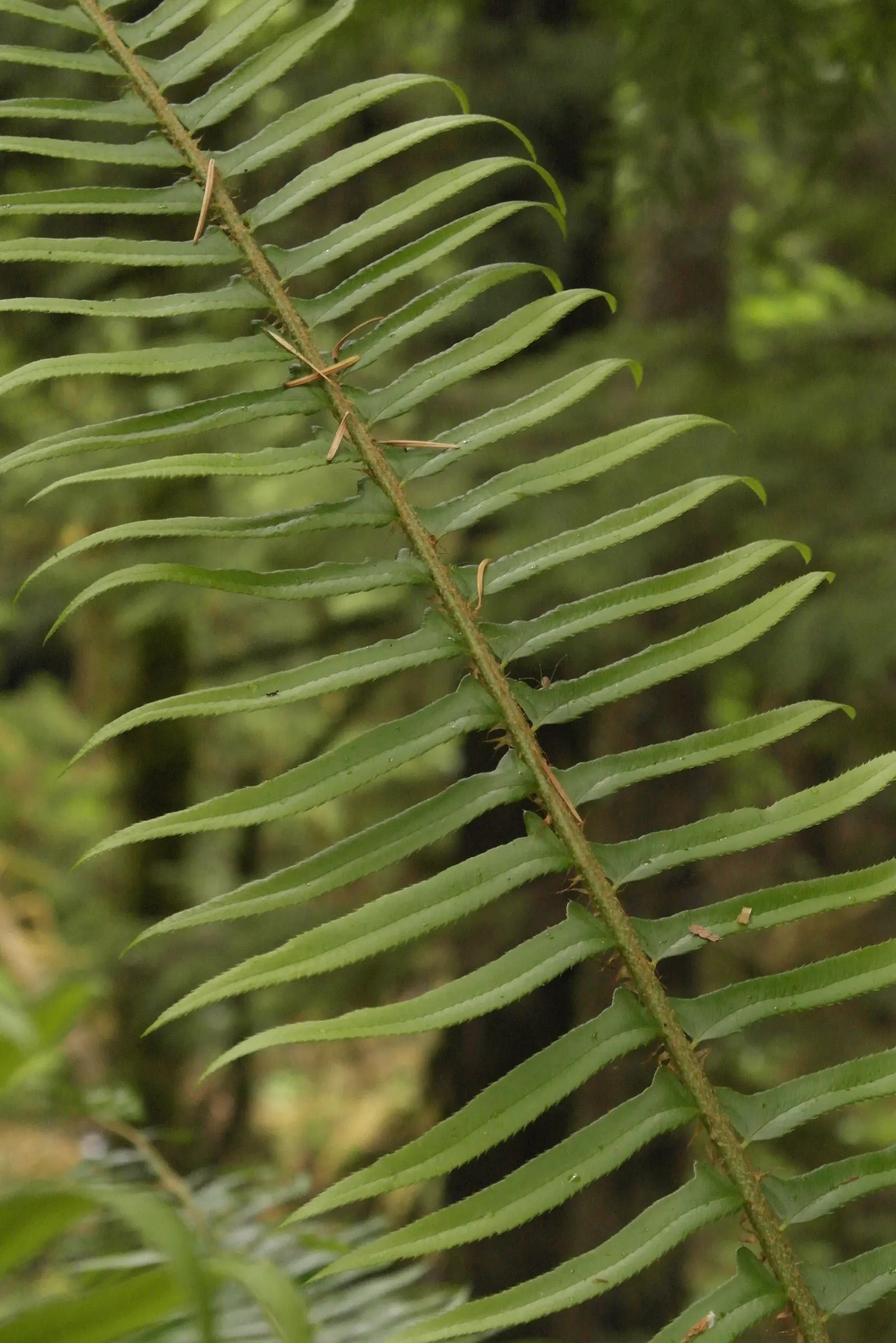 Western Sword Fern (Polystichum Munitum) — The fern prefers partial to full shade and thrives in moist, well-draining soil that is rich in organic matter
