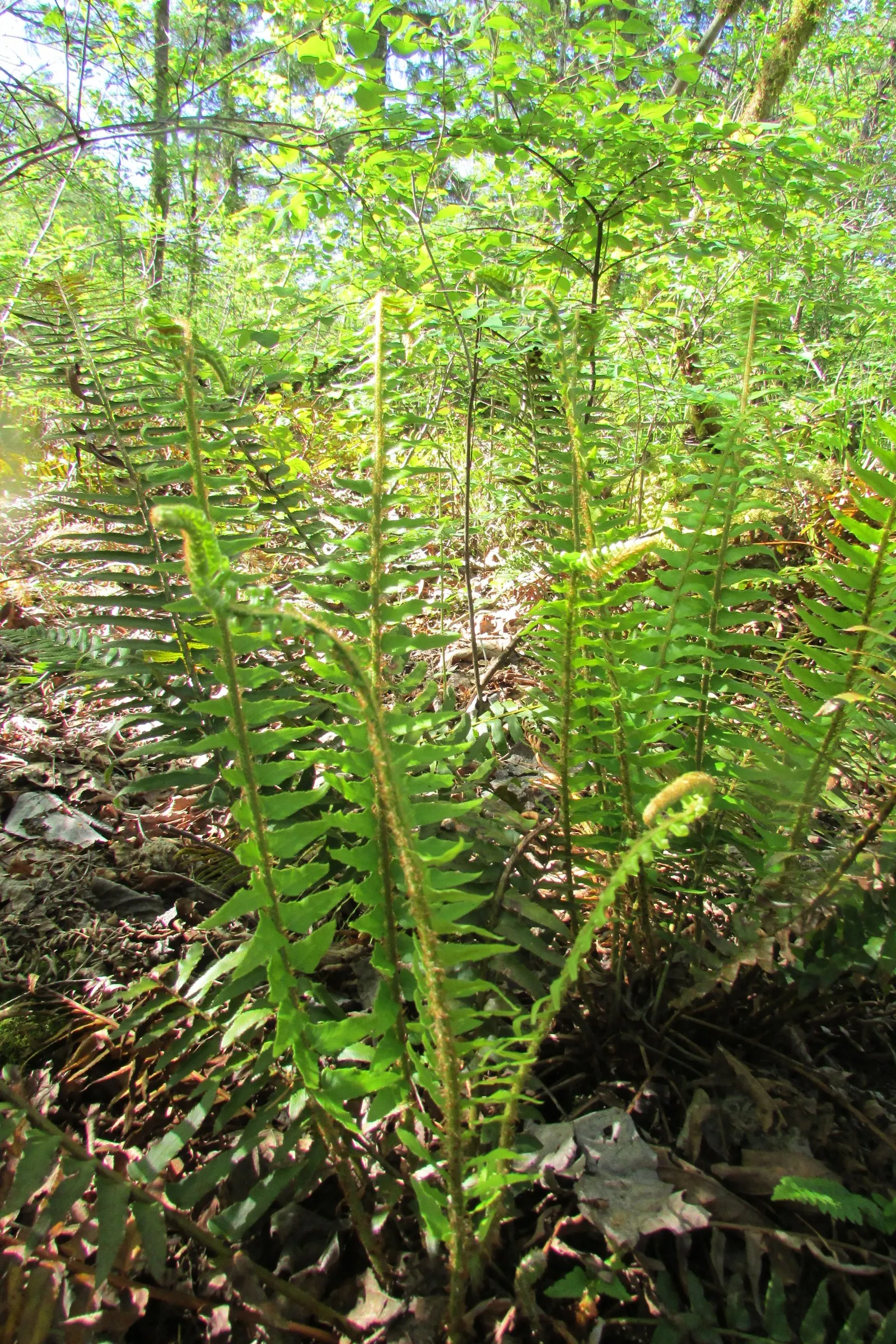 Western Sword Fern (Polystichum Munitum) — Hardy in USDA Zones 3-8, it thrives in part to full shade and requires well-drained, moist soil