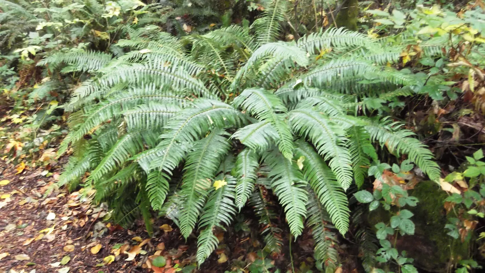 Western Sword Fern (Polystichum Munitum) — it is also important to avoid waterlogged conditions.<br><br>Hardy to USDA zones 5 through 8; rewarding landscape