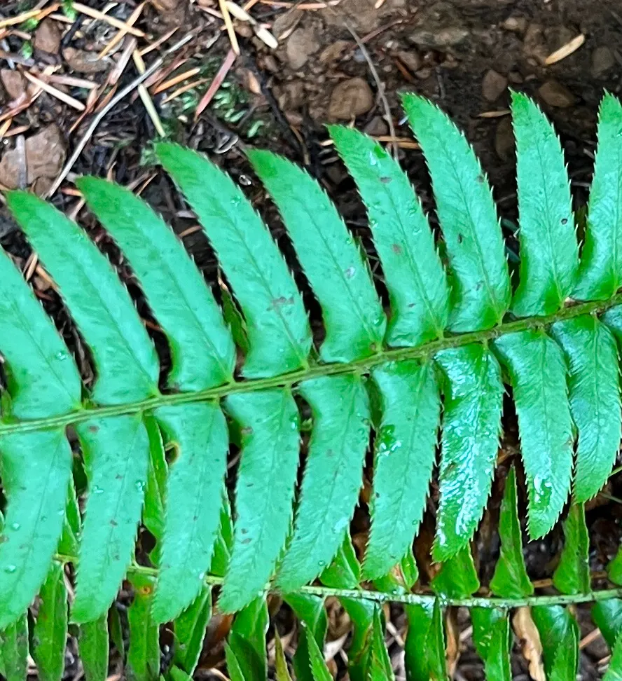 Western Sword Fern (Polystichum Munitum) — fern for half or shade