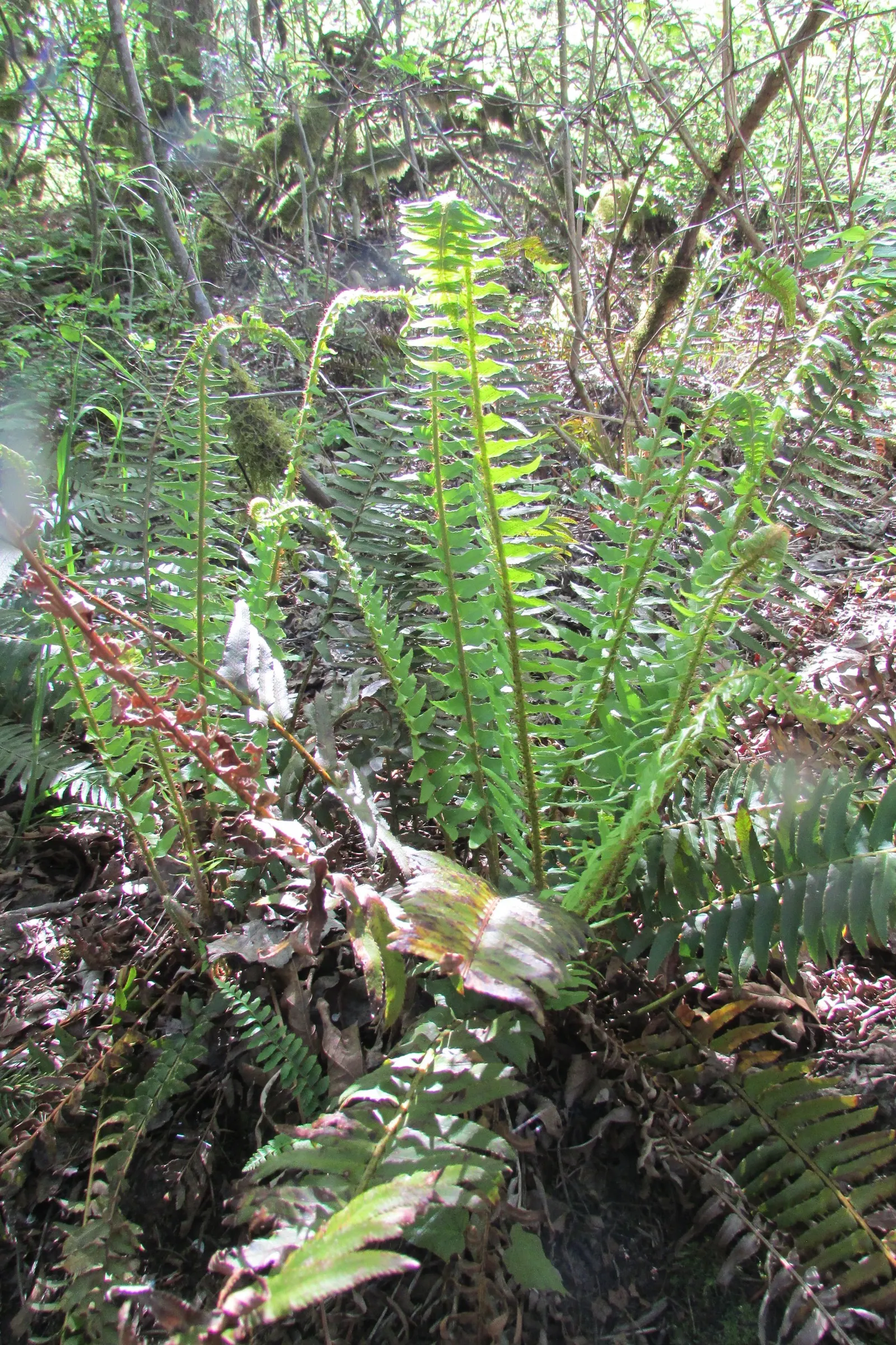 Western Sword Fern (Polystichum Munitum) — It is also highly appreciated for its low maintenance and resistance to pests and diseases; hardy in, image 58