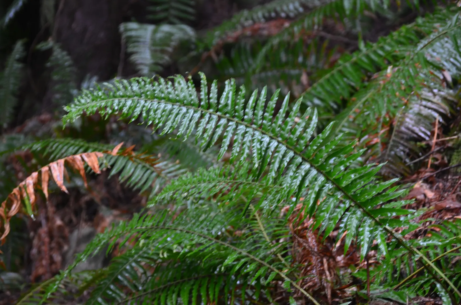 Western Sword Fern (Polystichum Munitum) — evergreen fern native to the forest floors of western North America; this fern requires minimal care