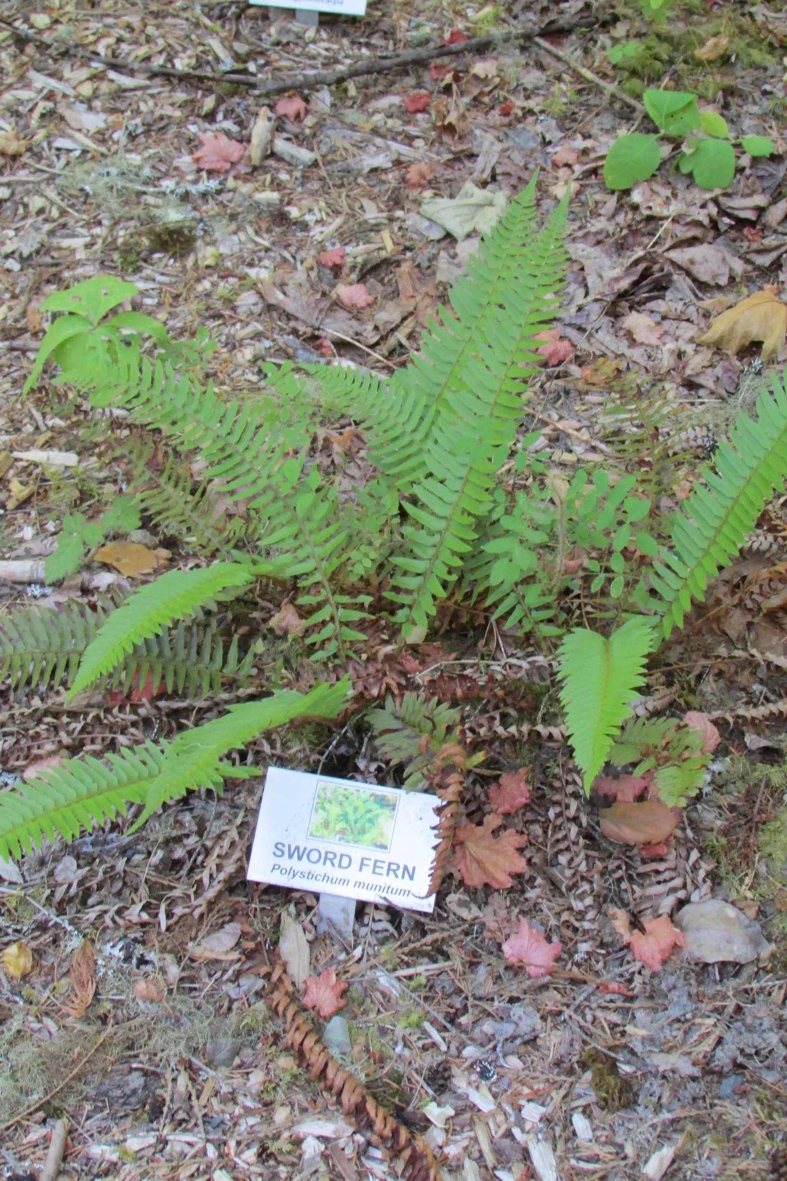 Western Sword Fern (Polystichum Munitum) — usually 1 to 4 inches long; evergreen fern reaching 3-6 feet in height and spreading up to 4 feet