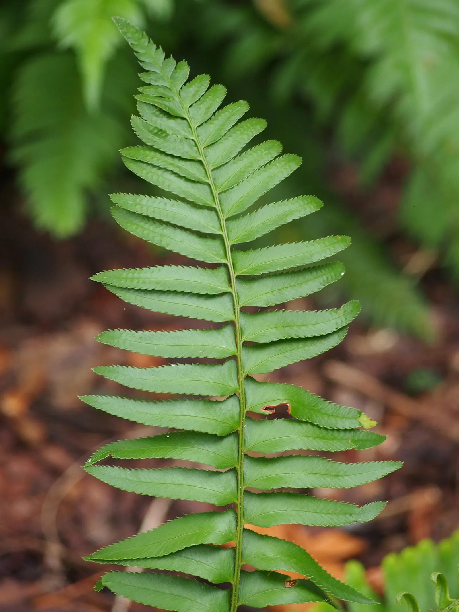 Western Sword Fern (Polystichum Munitum) — Noted for its regal and sword-like fronds; evergreen fern native to the forest floors of western North, image 47