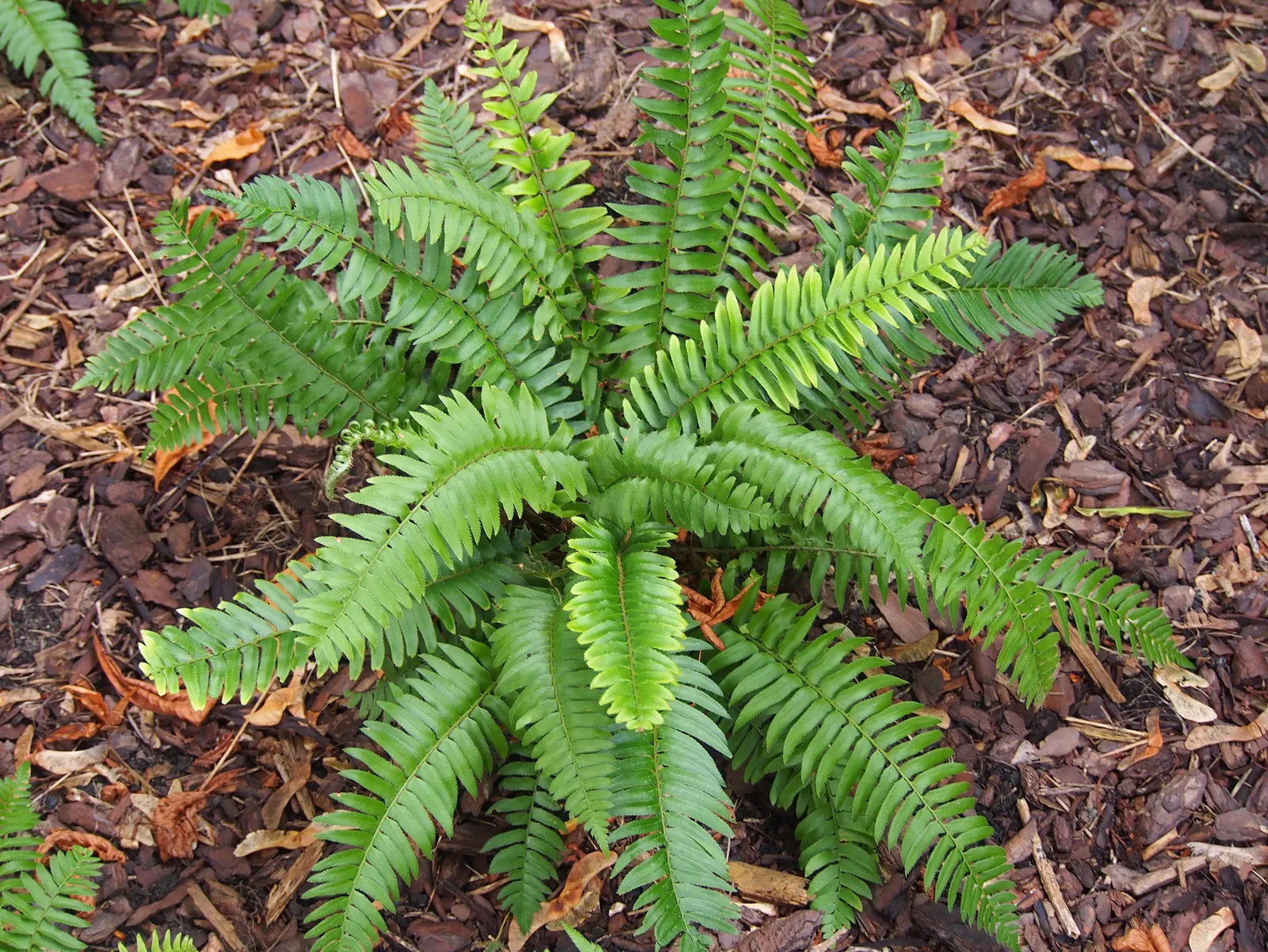 Western Sword Fern (Polystichum Munitum) — Ideal for woodland gardens, it offers low maintenance, deer resistance, and year-round visual interest, image 44